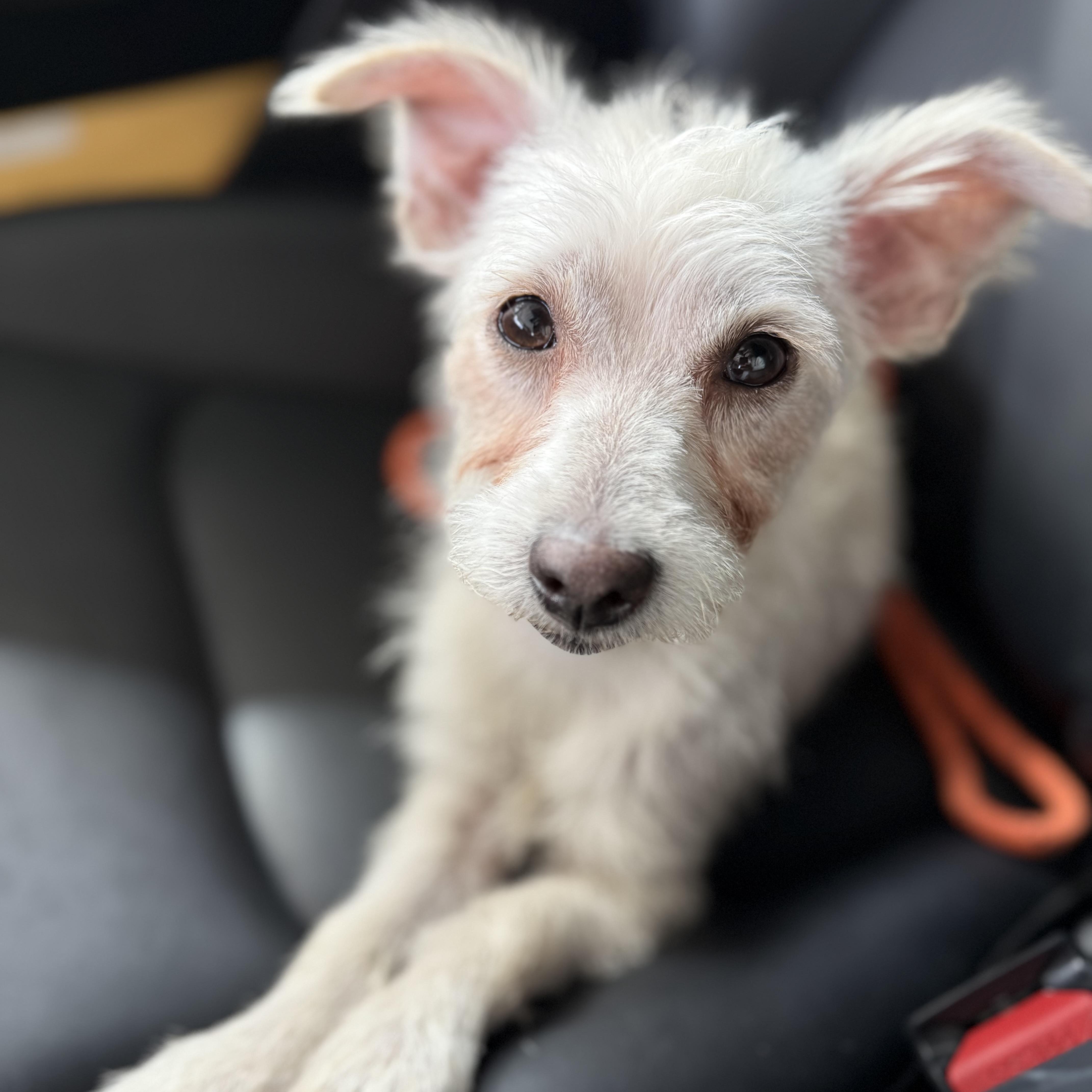 POSEY, a Adoptable mixed breed in El Segundo, CA image 3/6