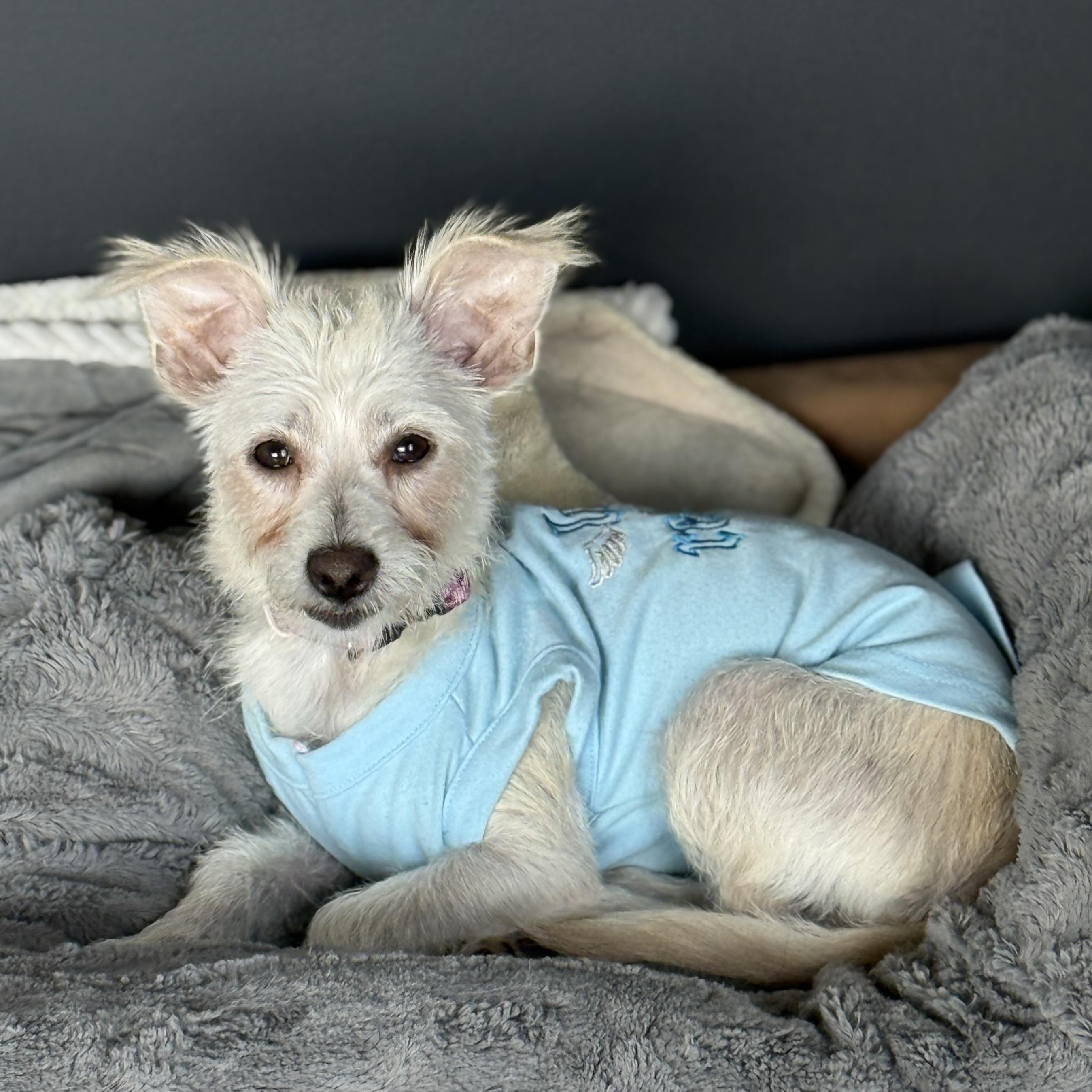 POSEY, a Adoptable mixed breed in El Segundo, CA image 5/6