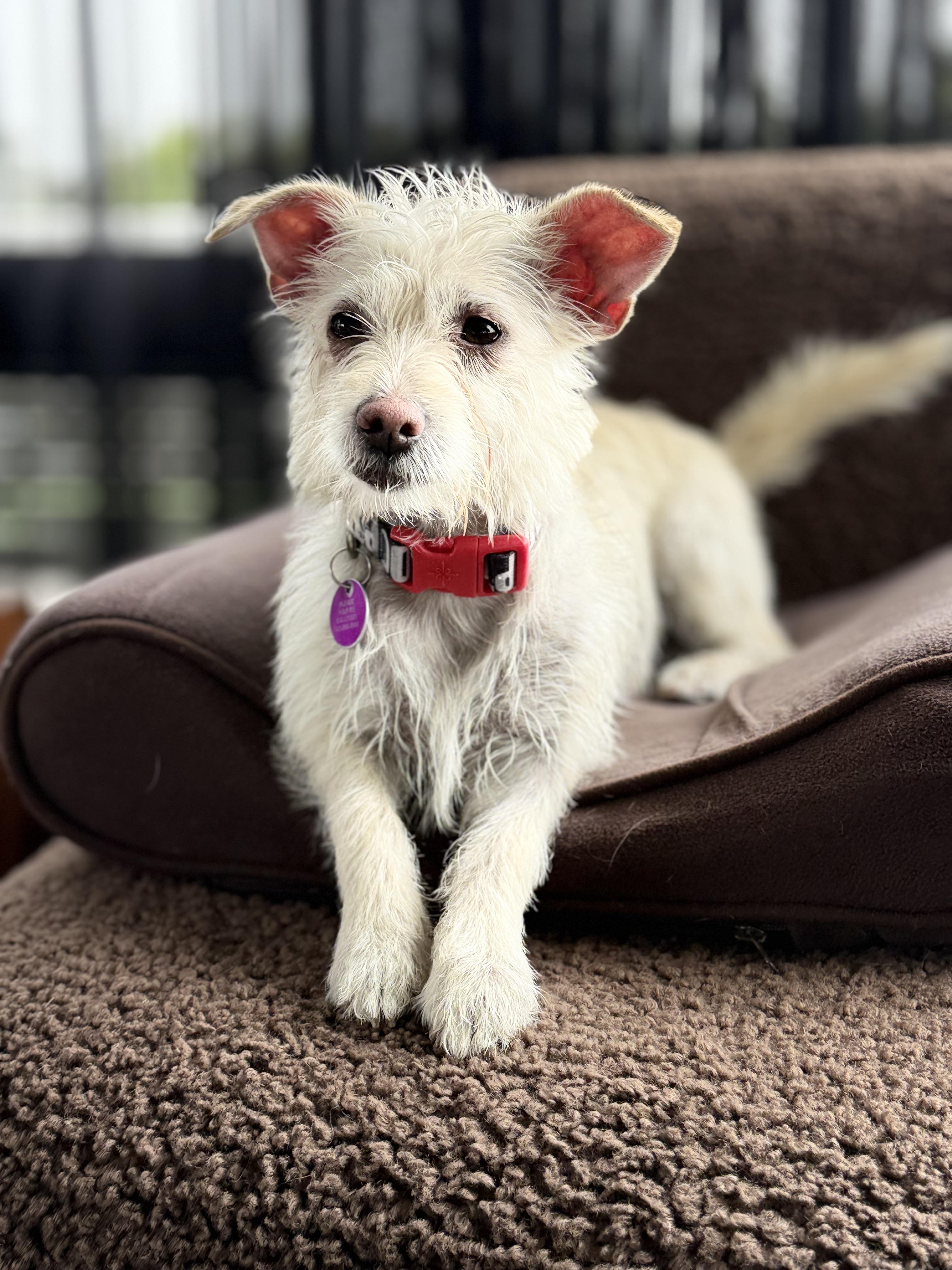 LIL' BOW WOW aka POSEY, a Adoptable mixed breed in los angeles, CA image 2/6