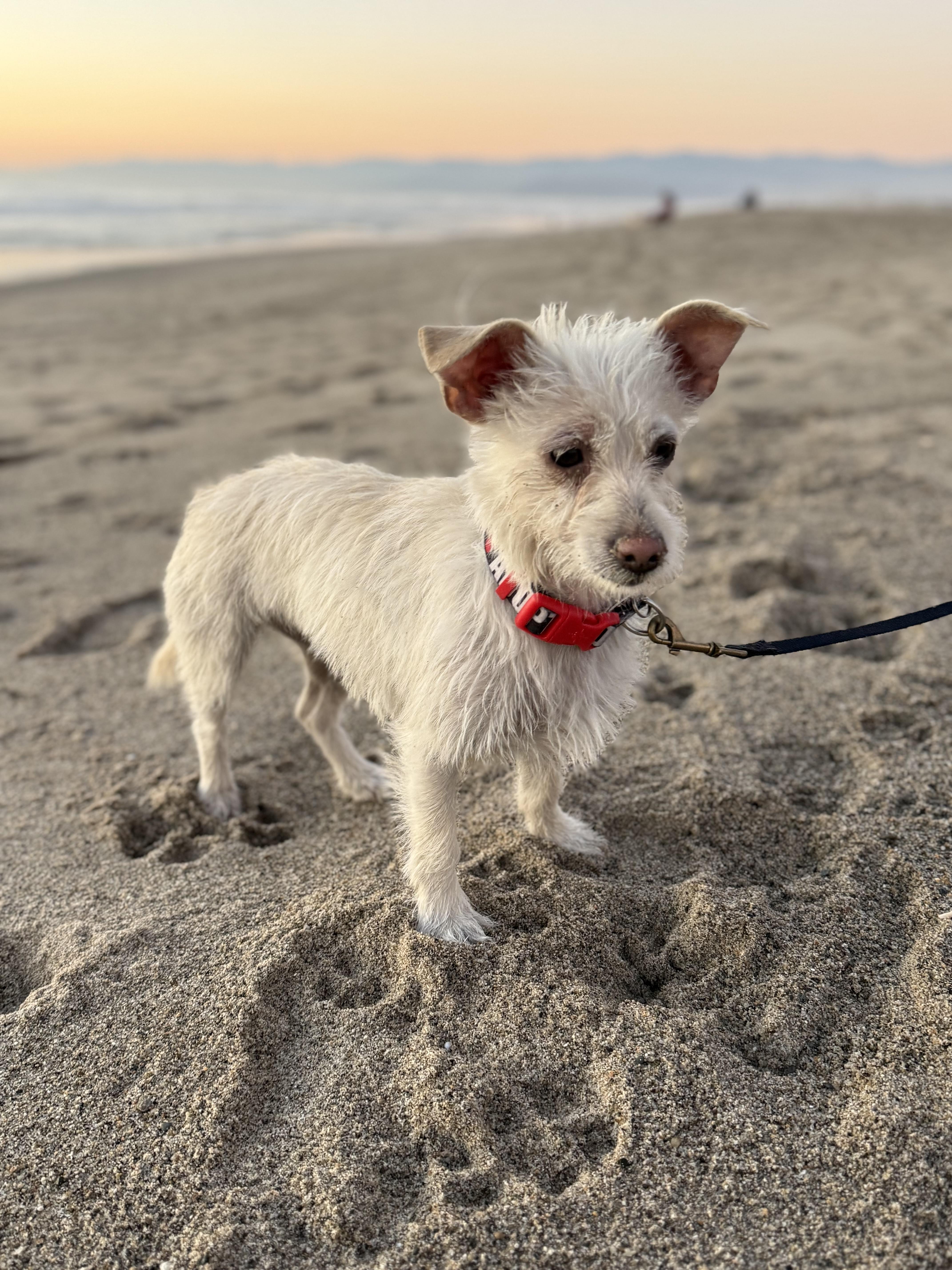 POSEY, Adoptable, Adult Female Portuguese Podengo & Jack Russell Terrier.