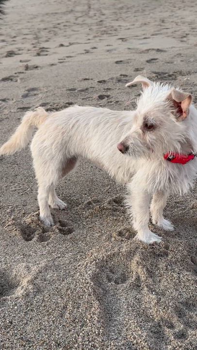 Enlarge POSEY, a Adoptable mixed breed in El Segundo, CA video 6/6