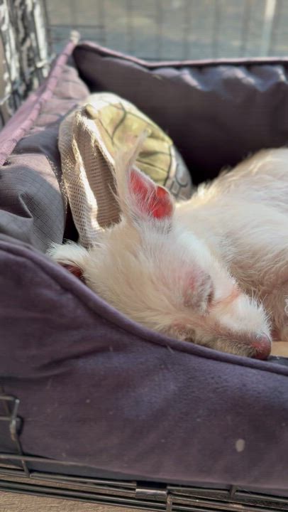 Enlarge POSEY, a Adoptable mixed breed in El Segundo, CA video 6/6