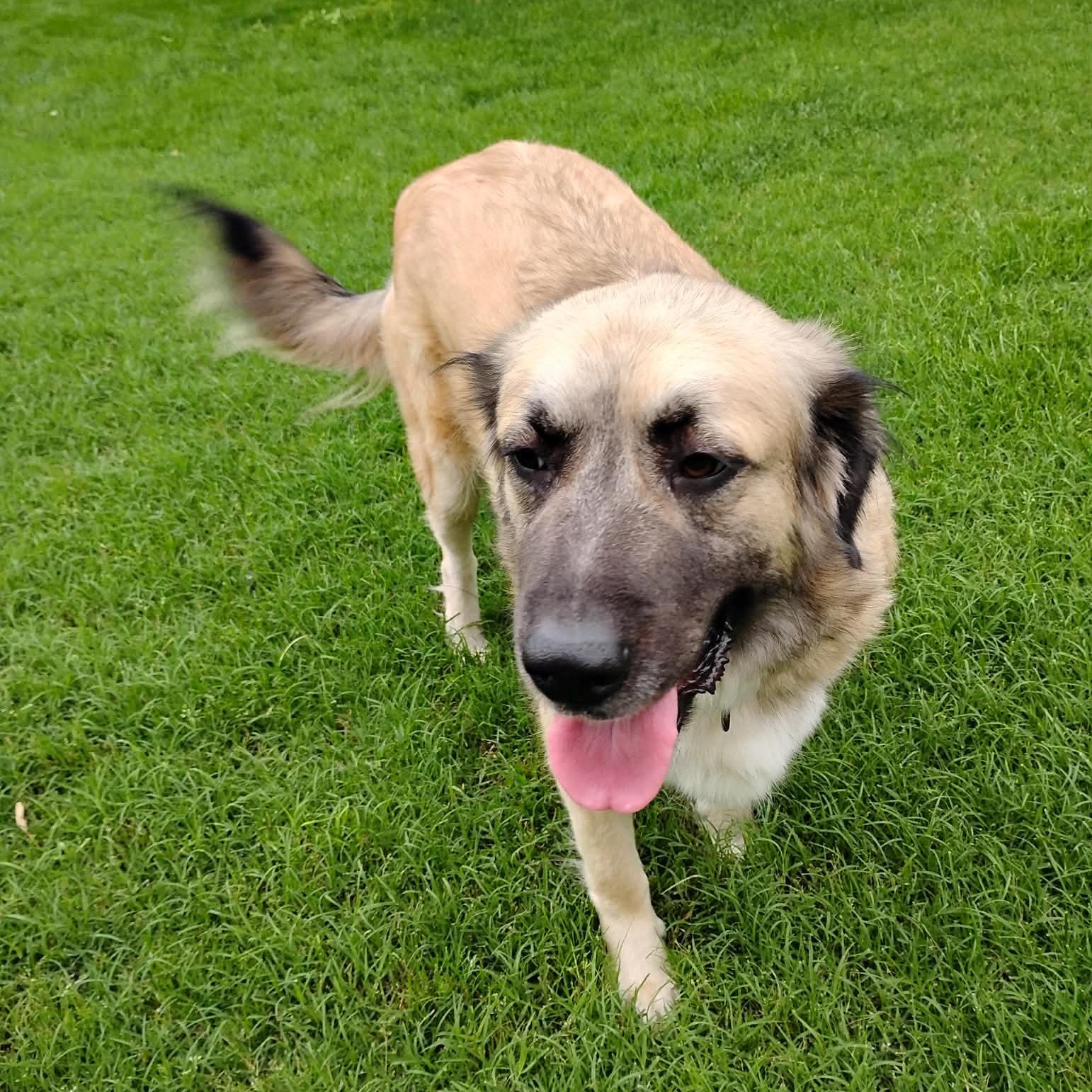 Faith, an adopted Great Pyrenees in Chatham, NJ image 2/5