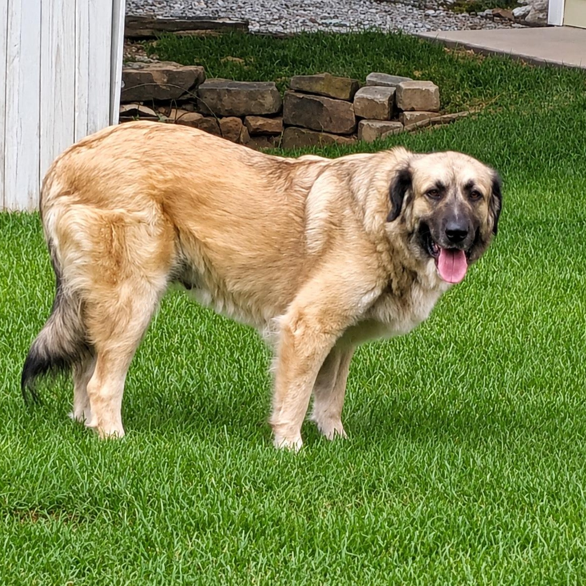 Faith, an adopted Great Pyrenees in Chatham, NJ image 5/5
