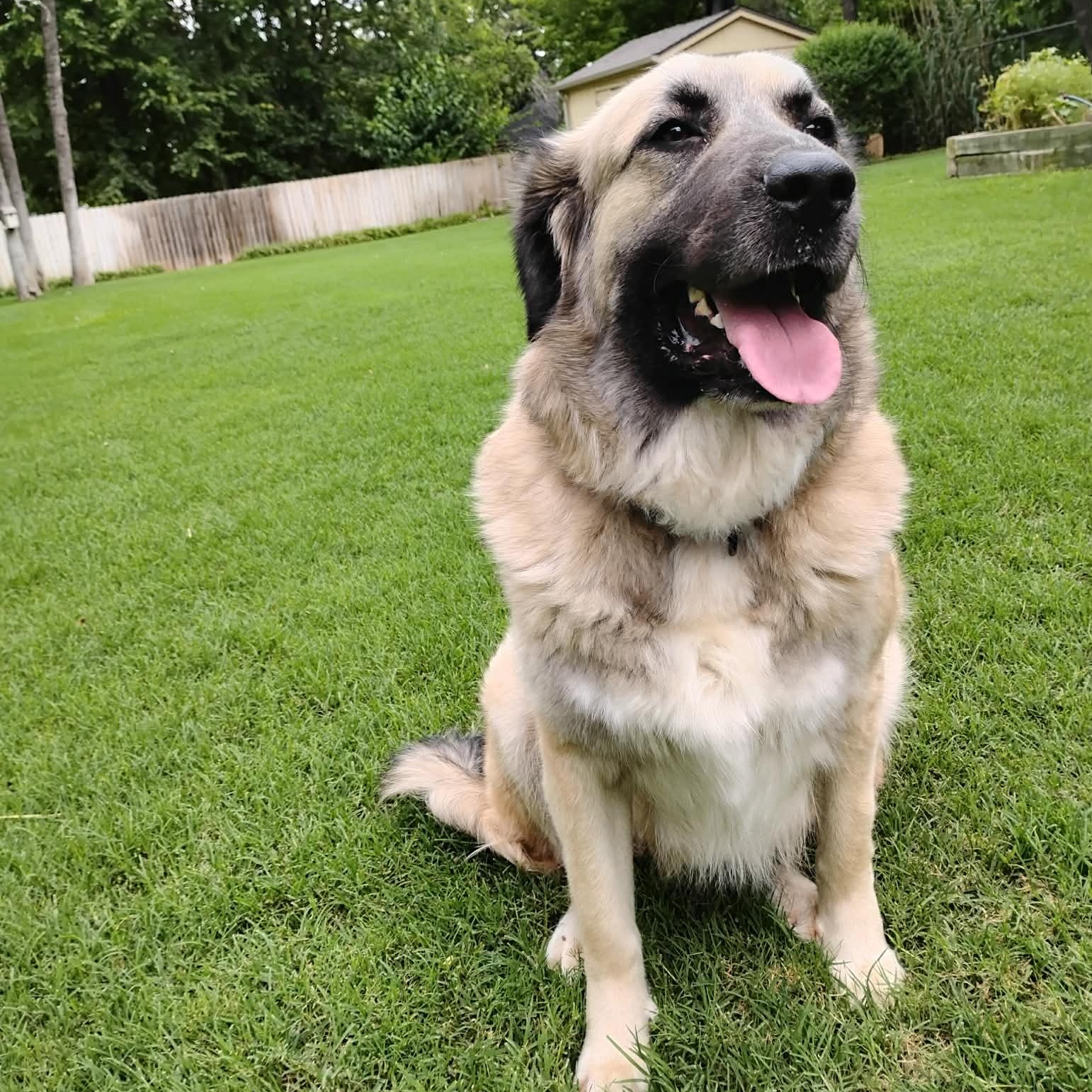 Faith, an adopted Great Pyrenees in Chatham, NJ image 1/5