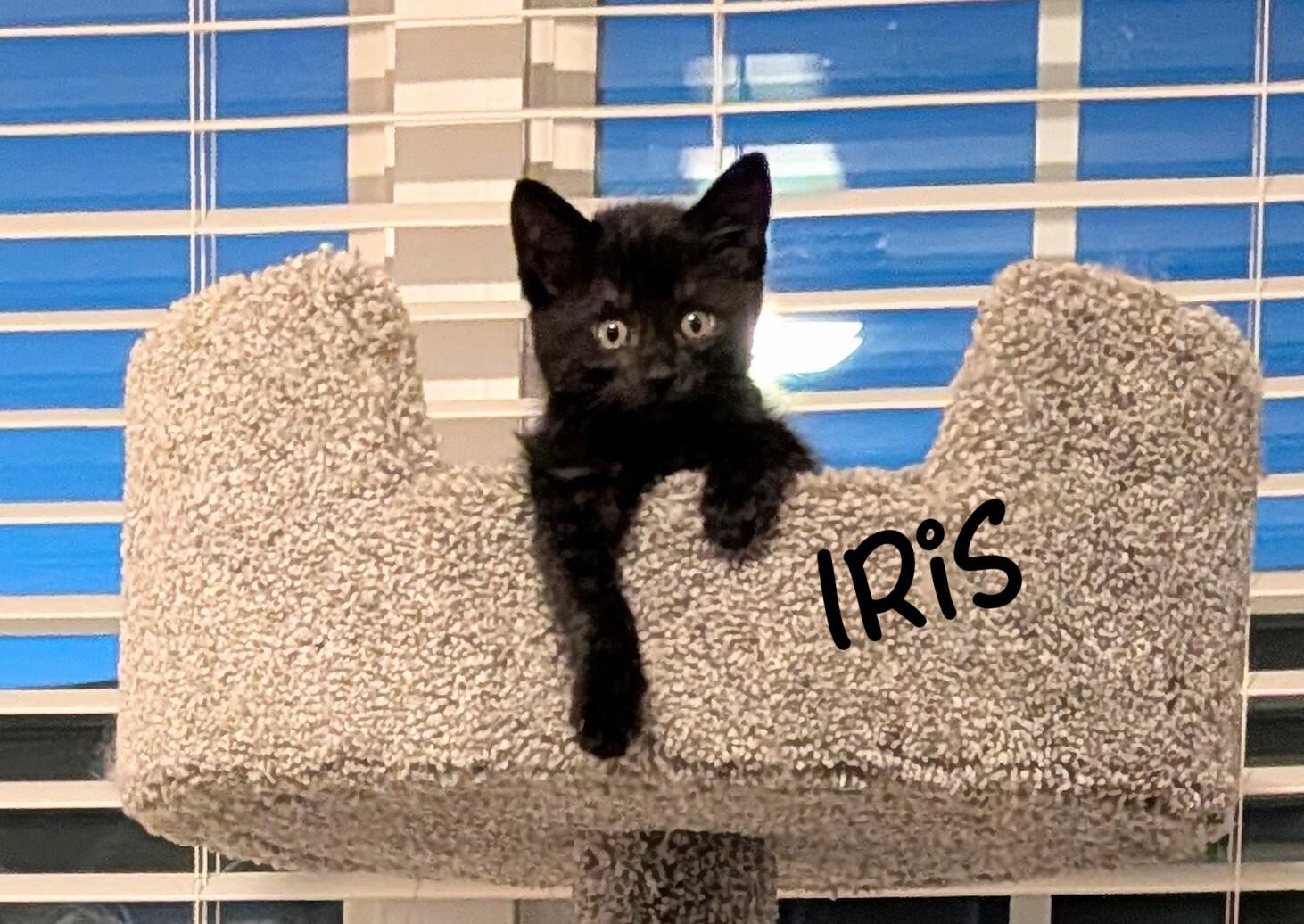 Iris, adopted, Kitten Female Domestic Short Hair.