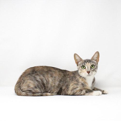 Rosemary, Adoptable, Young Female Domestic Short Hair.