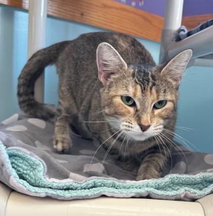 Buttercup, a Adoptable Domestic Short Hair in Willmar, MN image 1/2