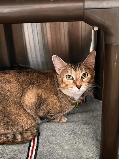 Buttercup, a Adoptable Domestic Short Hair in Willmar, MN image 2/2