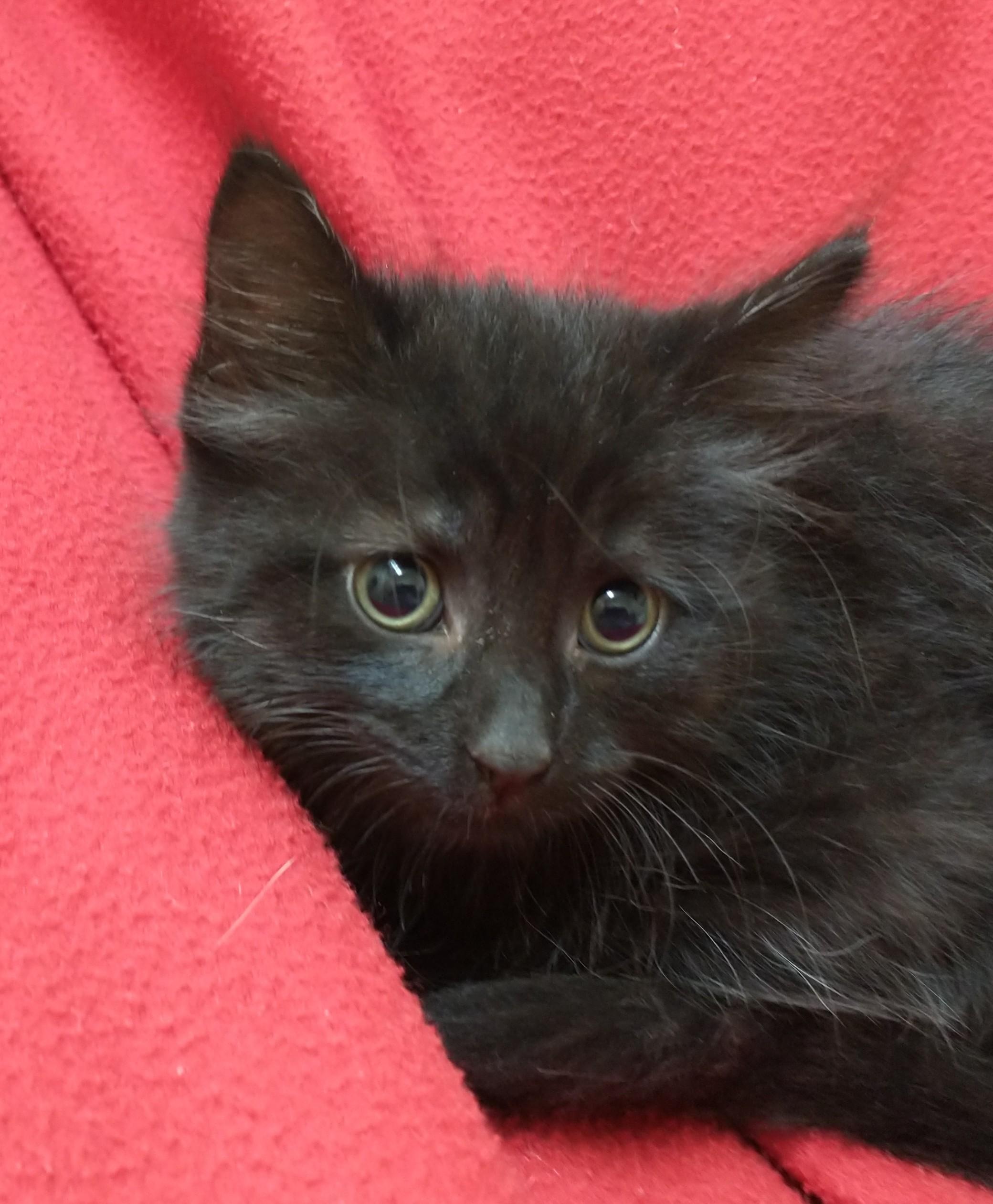 Taylor, Baby Female Domestic Medium Hair