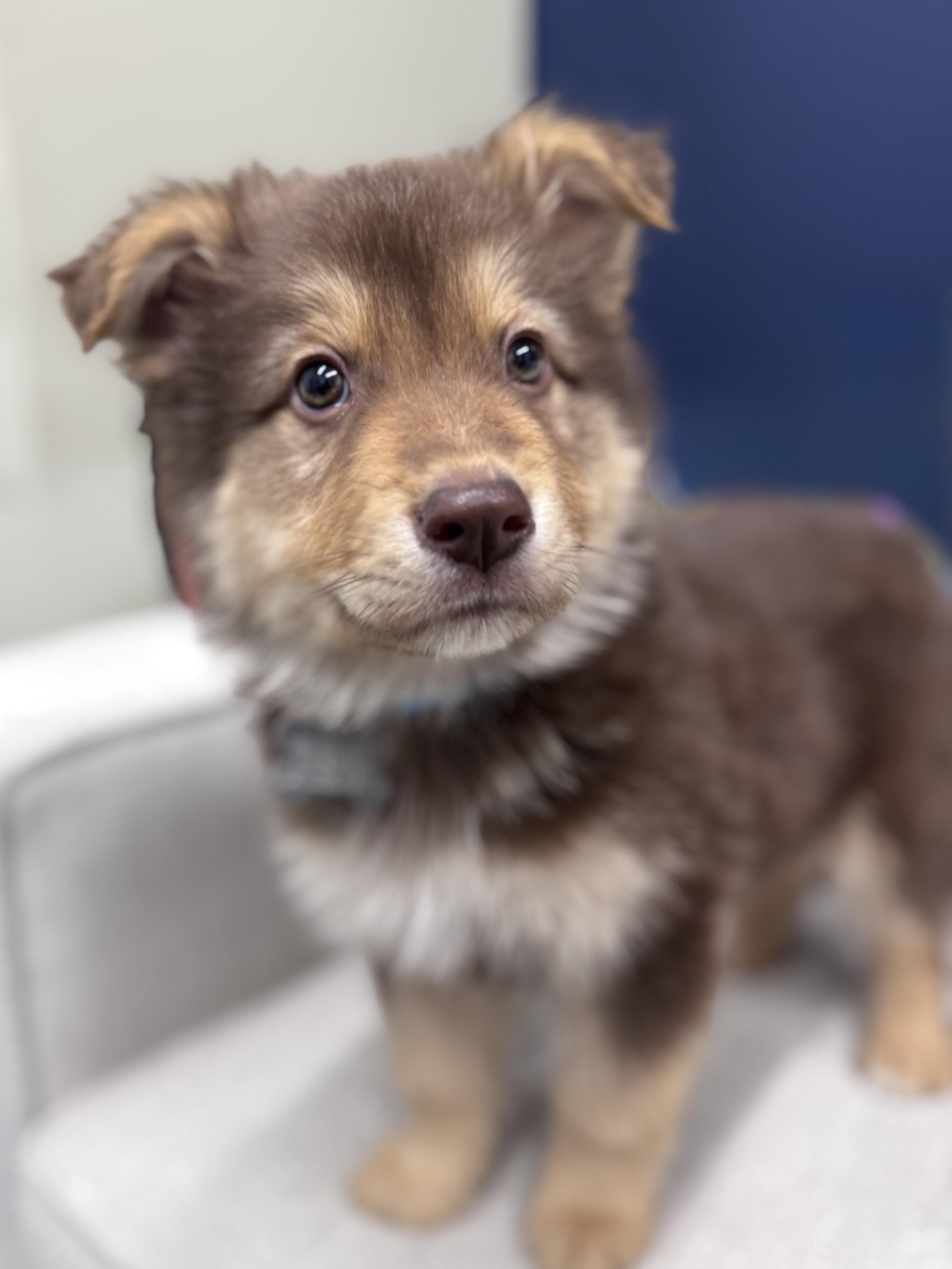 Enlarge Dumpling, an adoptable mixed breed in Palatine, IL image 3/6