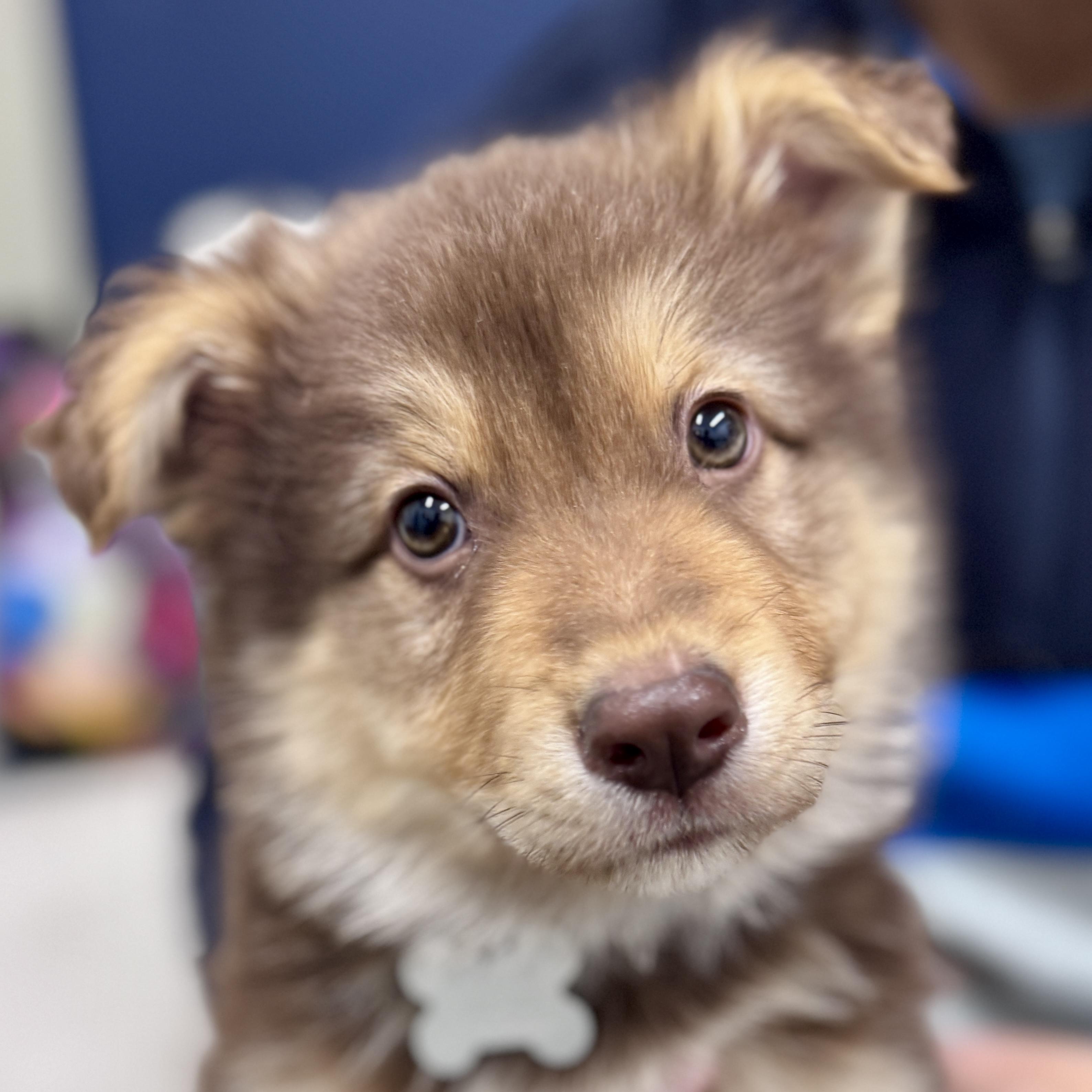 Dumpling, adoptable, Puppy Male Shetland Sheepdog / Sheltie & Mixed Breed.