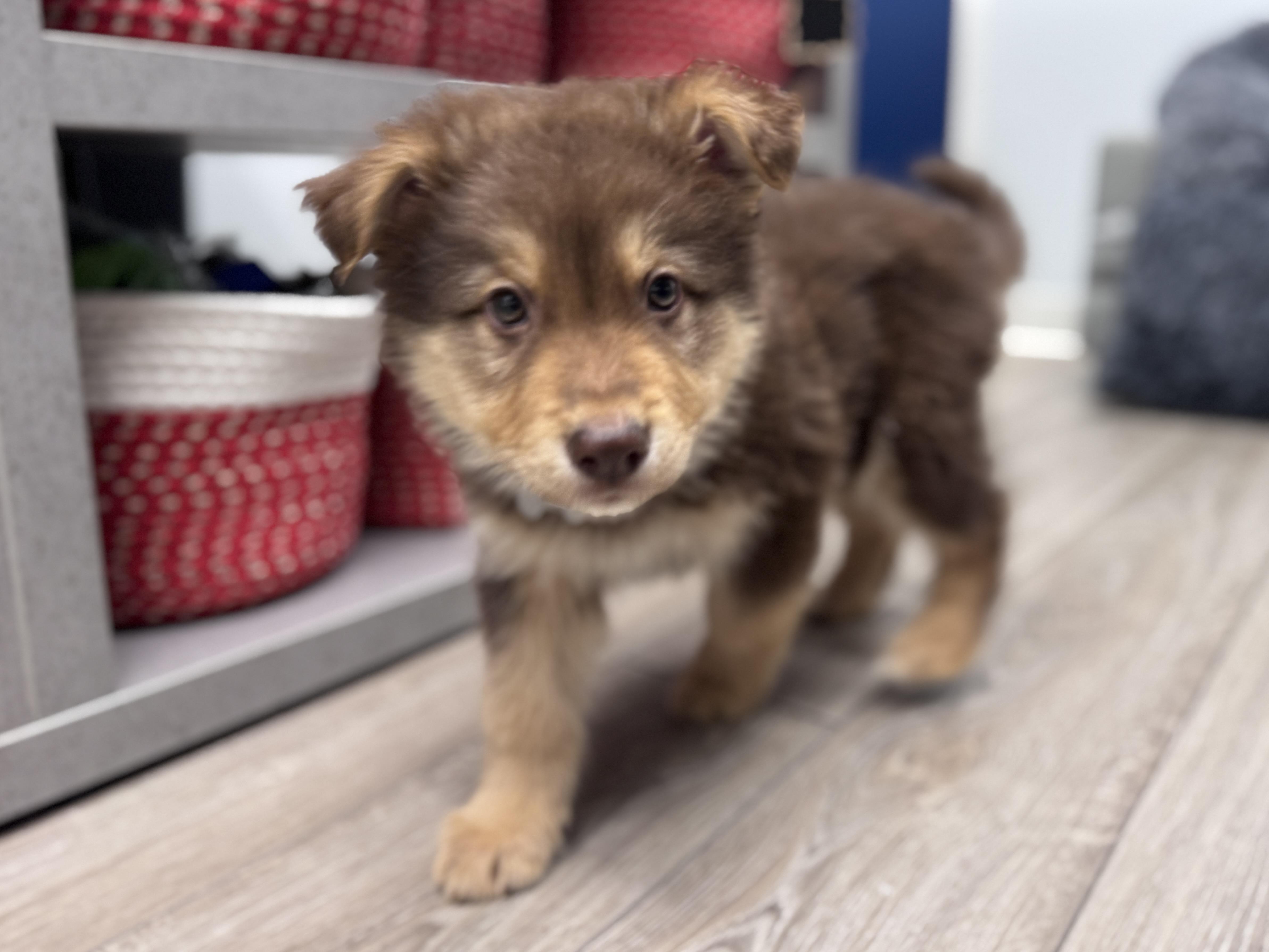 Enlarge Dumpling, an adoptable mixed breed in Palatine, IL image 6/6