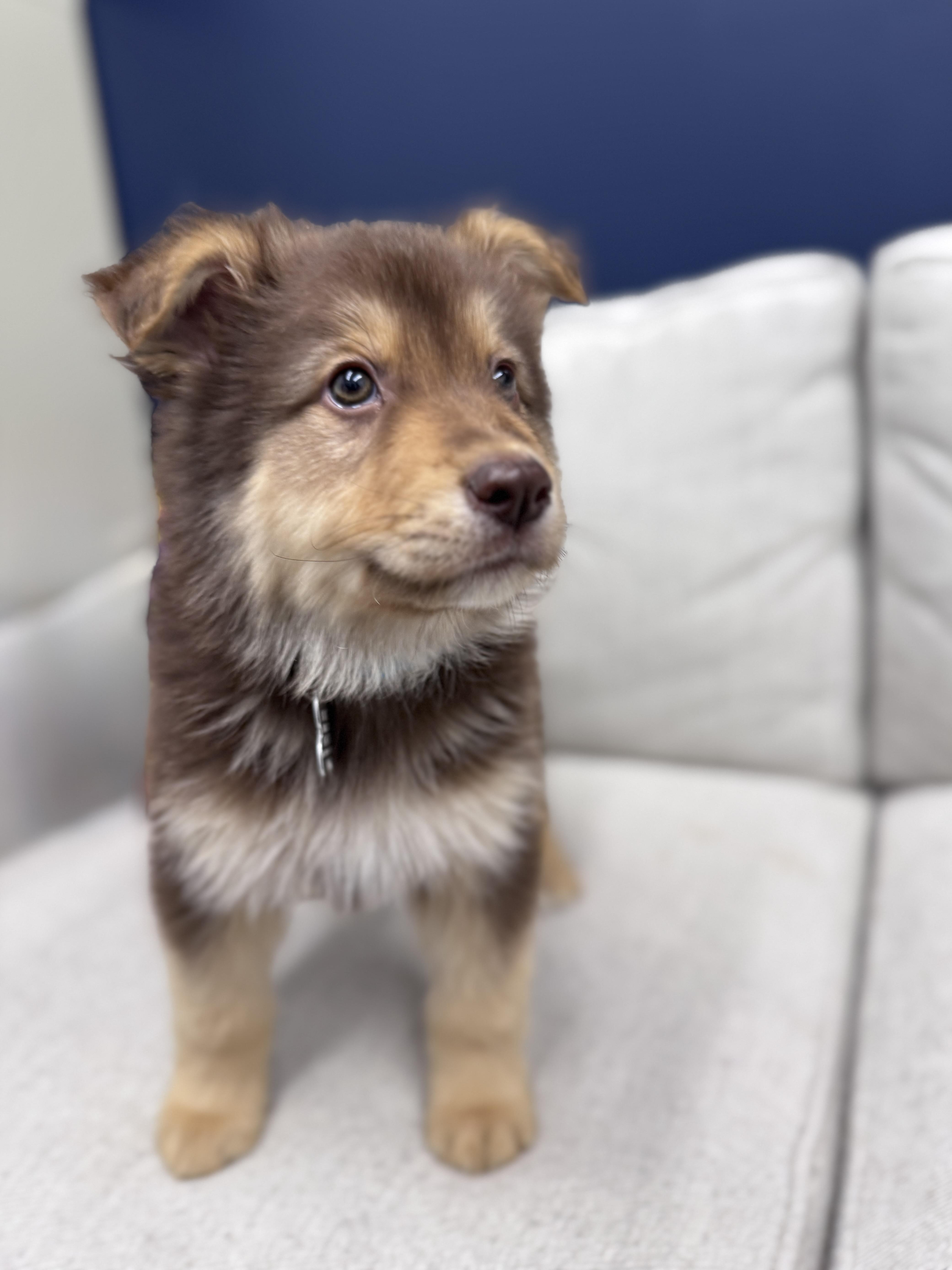 Enlarge Dumpling, an adoptable mixed breed in Palatine, IL image 5/6