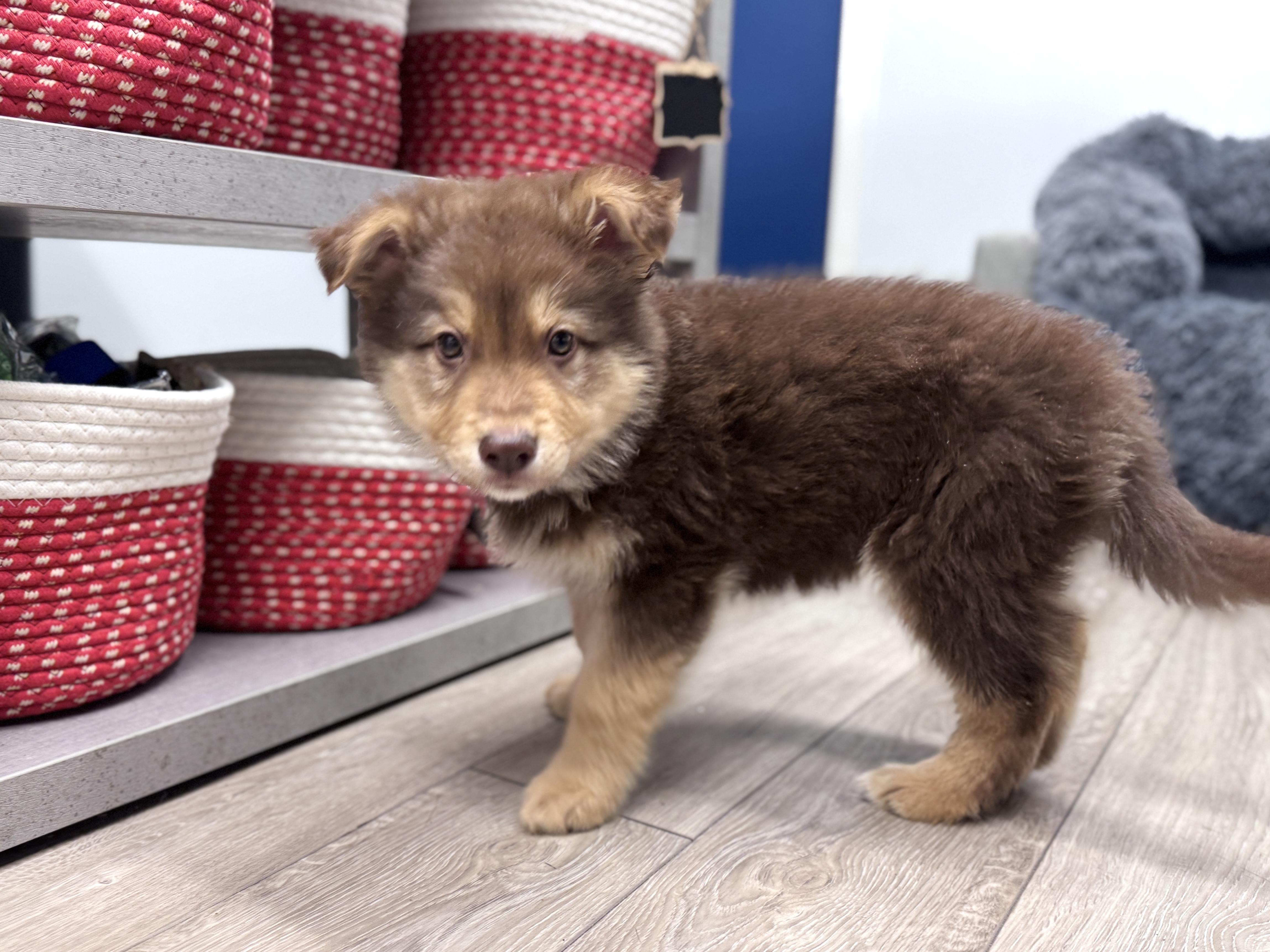 Enlarge Dumpling, an adoptable mixed breed in Palatine, IL image 4/6