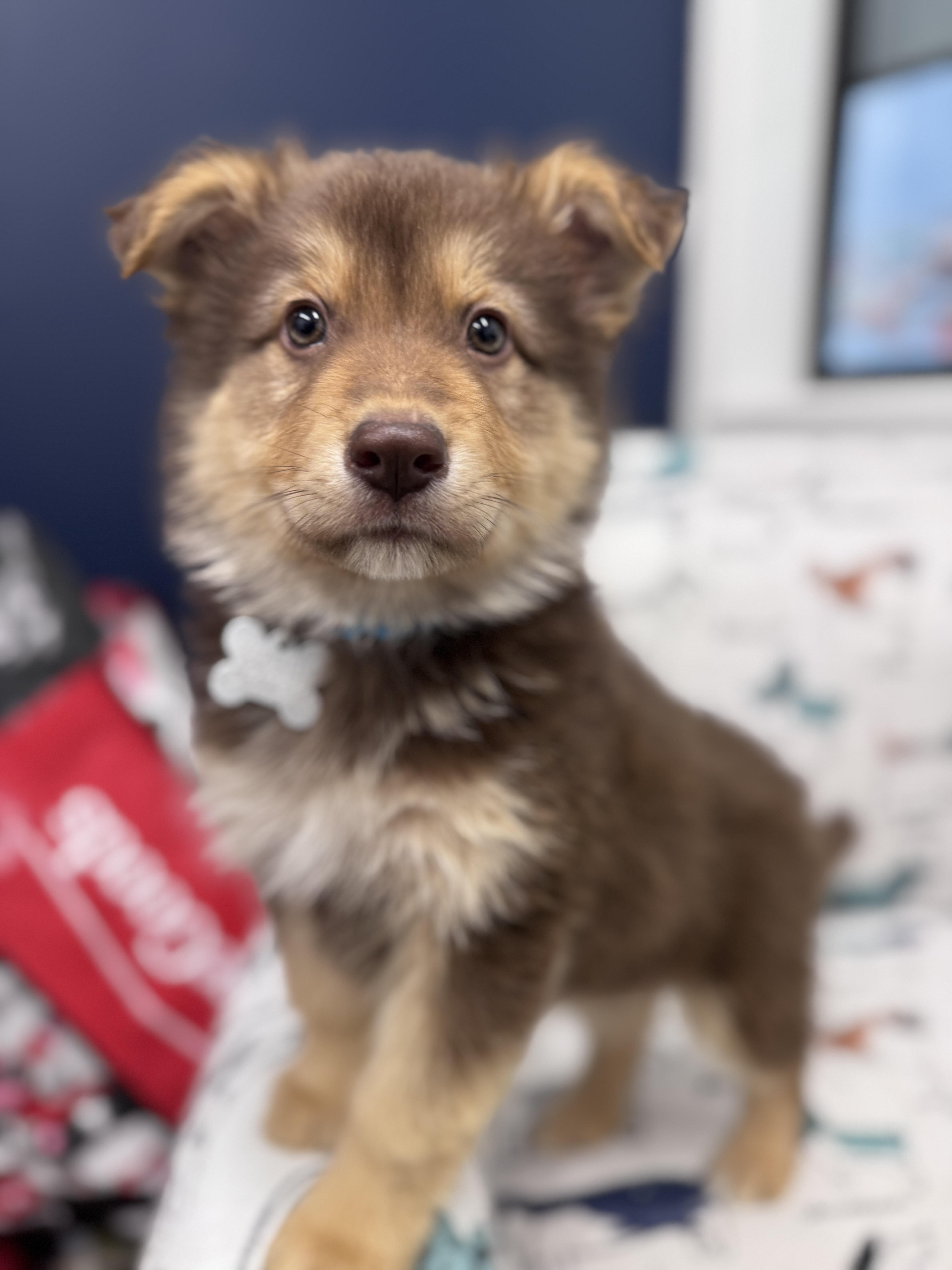 Enlarge Dumpling, an adoptable mixed breed in Palatine, IL image 2/6