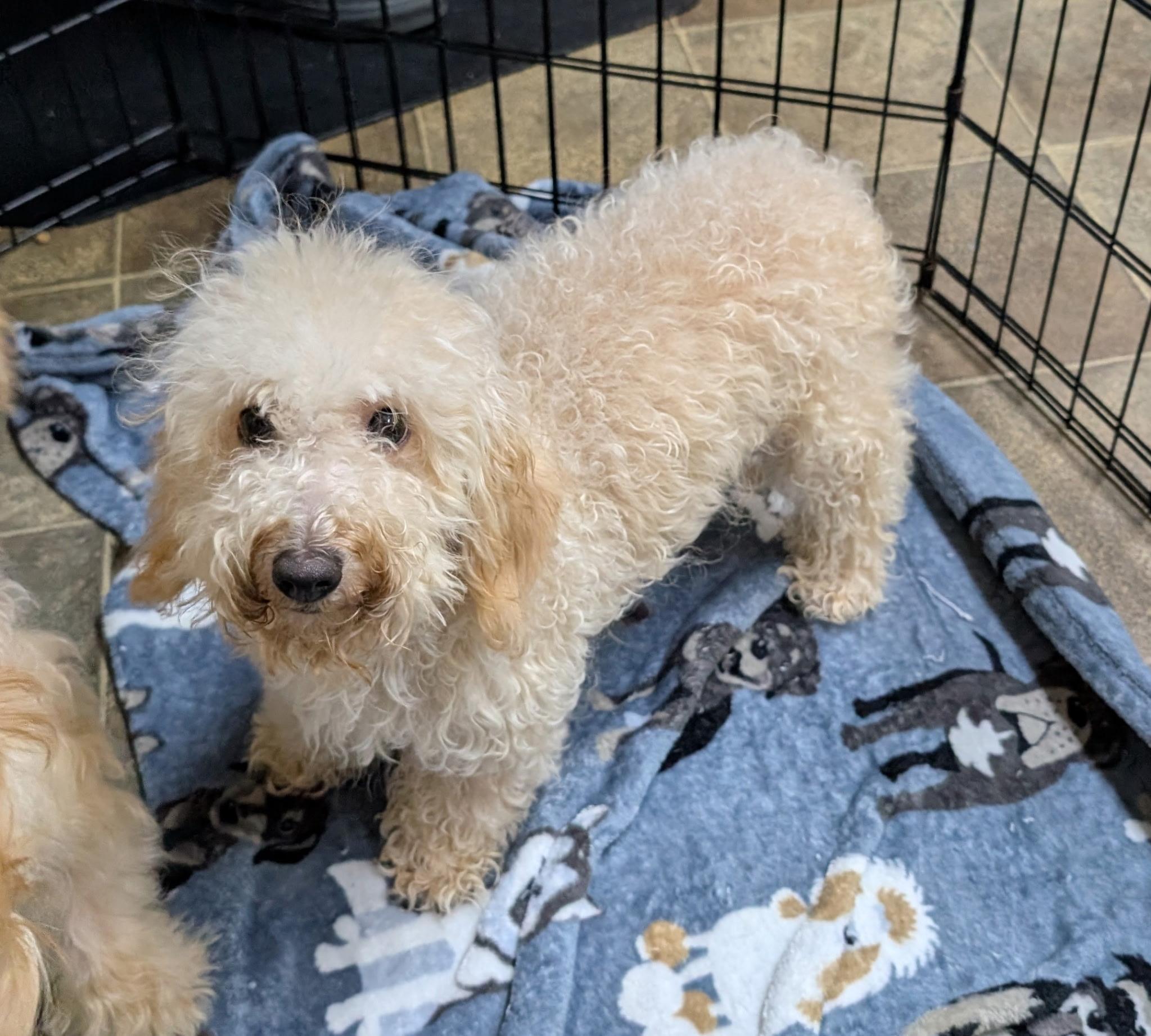 Goldilocks, a Adoptable Miniature Poodle in Los Angeles, CA image 1/3