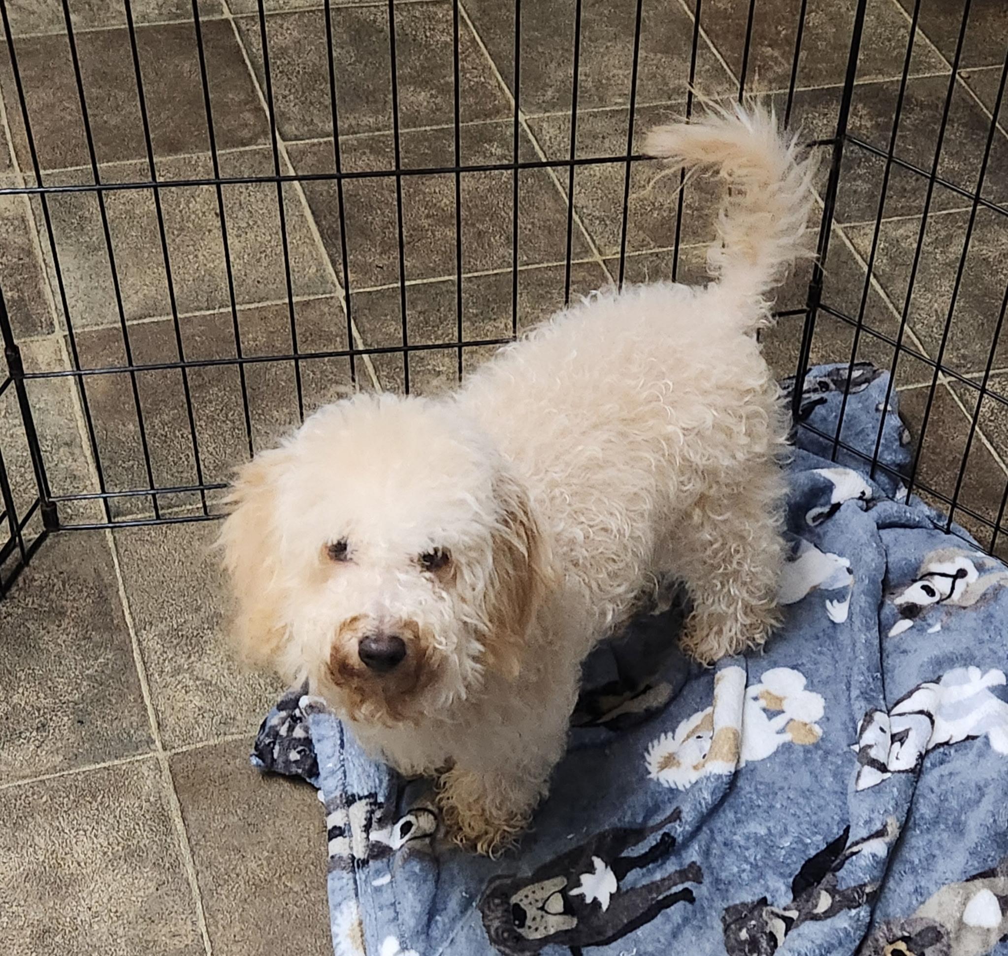 Goldilocks, a Adoptable Miniature Poodle in Los Angeles, CA image 2/3
