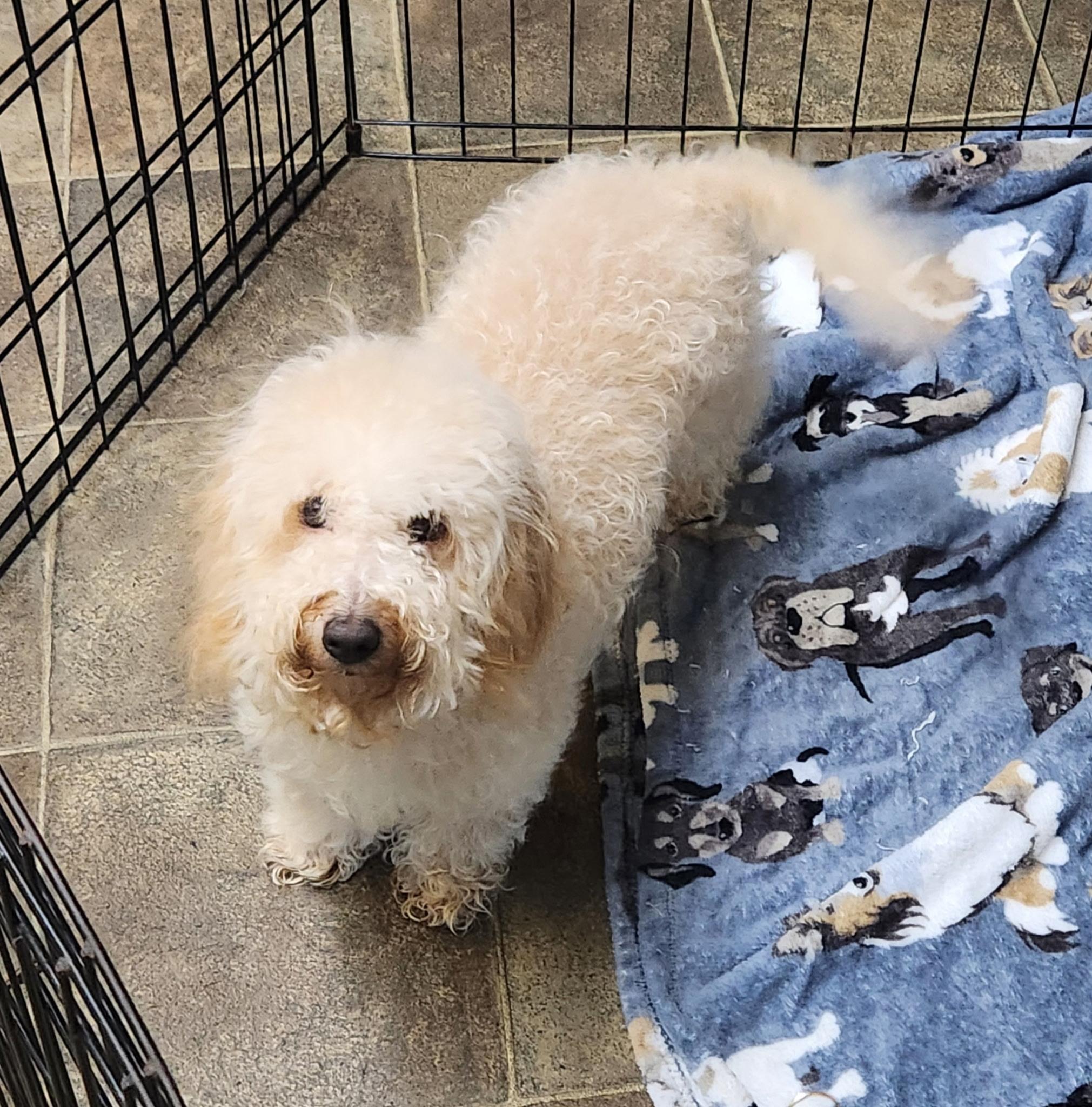 Goldilocks, a Adoptable Miniature Poodle in Los Angeles, CA image 3/3