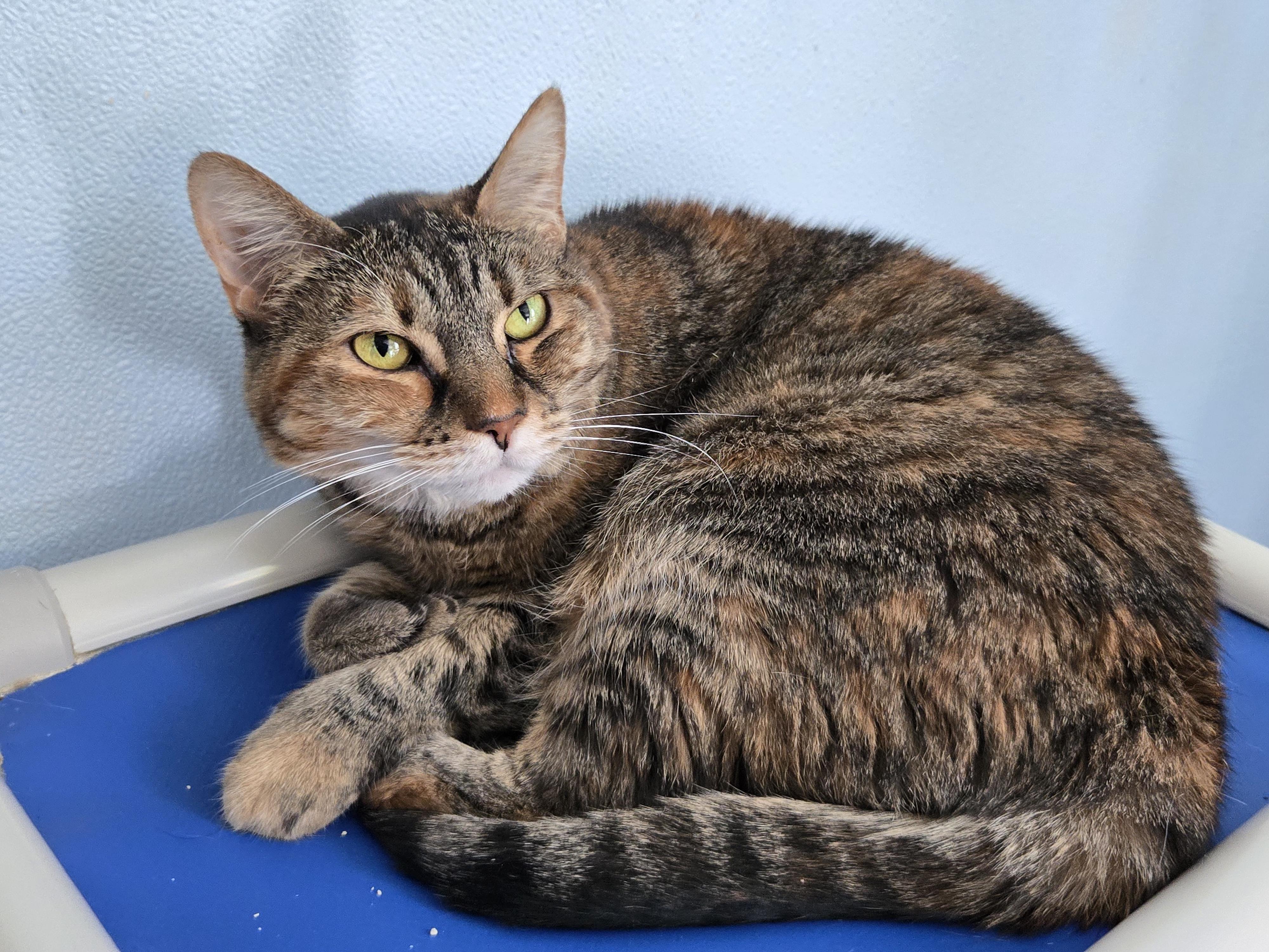 Marmalade, Adoptable, Adult Female American Shorthair.