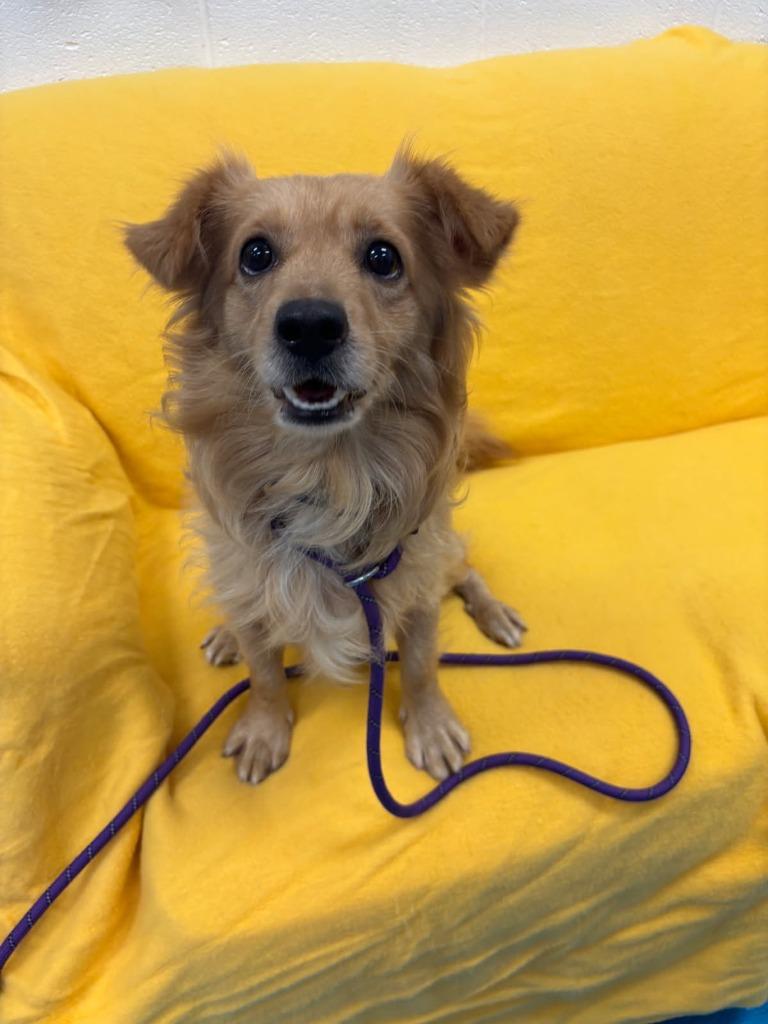 Enlarge Slinky, a Adoptable mixed breed in Muskegon, MI image 1/1