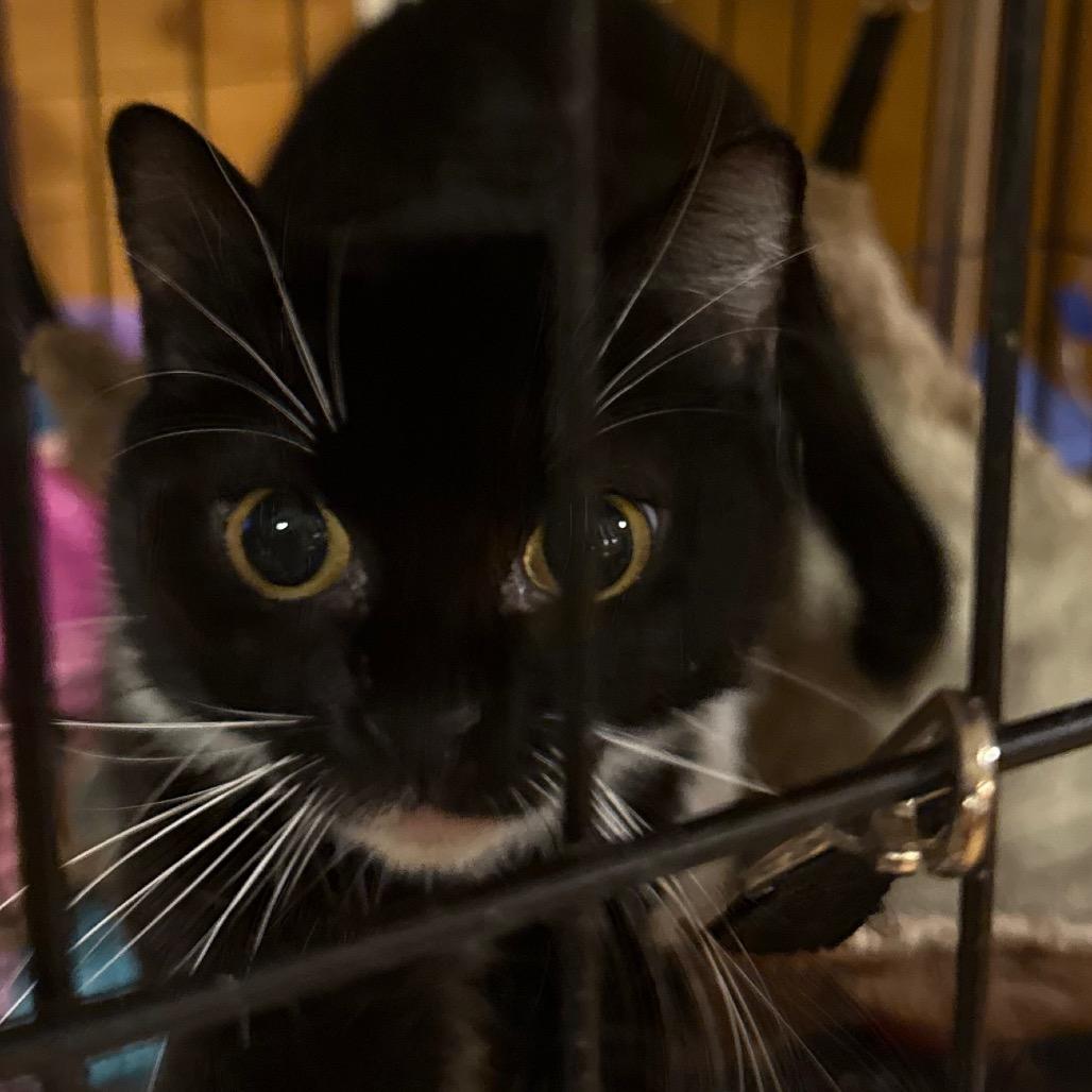 Gidget, Adoptable, Adult Female Domestic Short Hair.