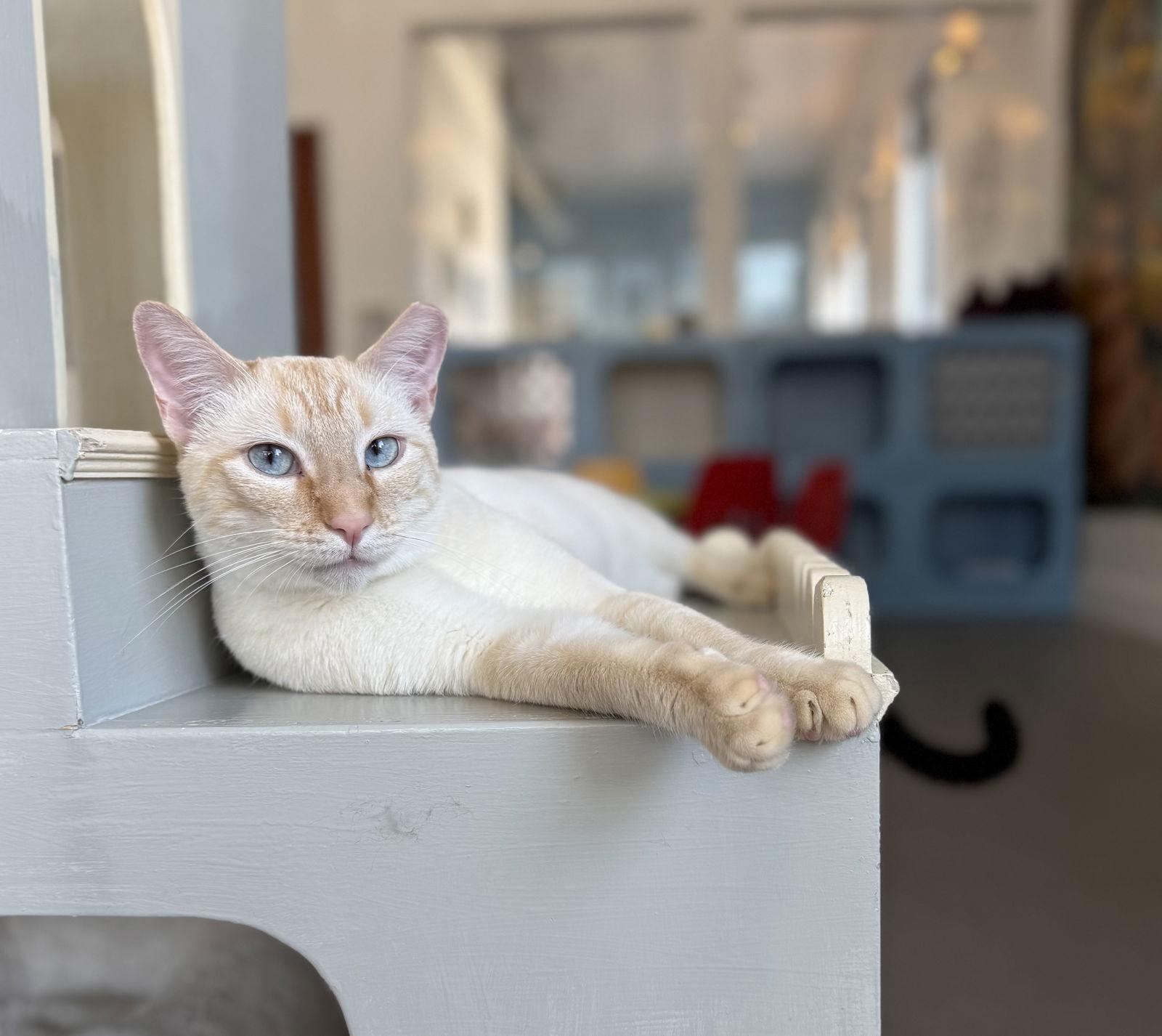 Blaze, Adoptable, Young Male Siamese & Domestic Short Hair.