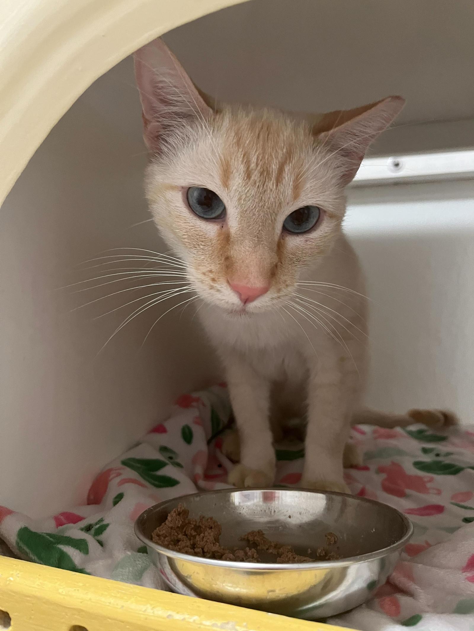 Enlarge Blaze, a Adoptable mixed breed in Oakland, CA image 2/2