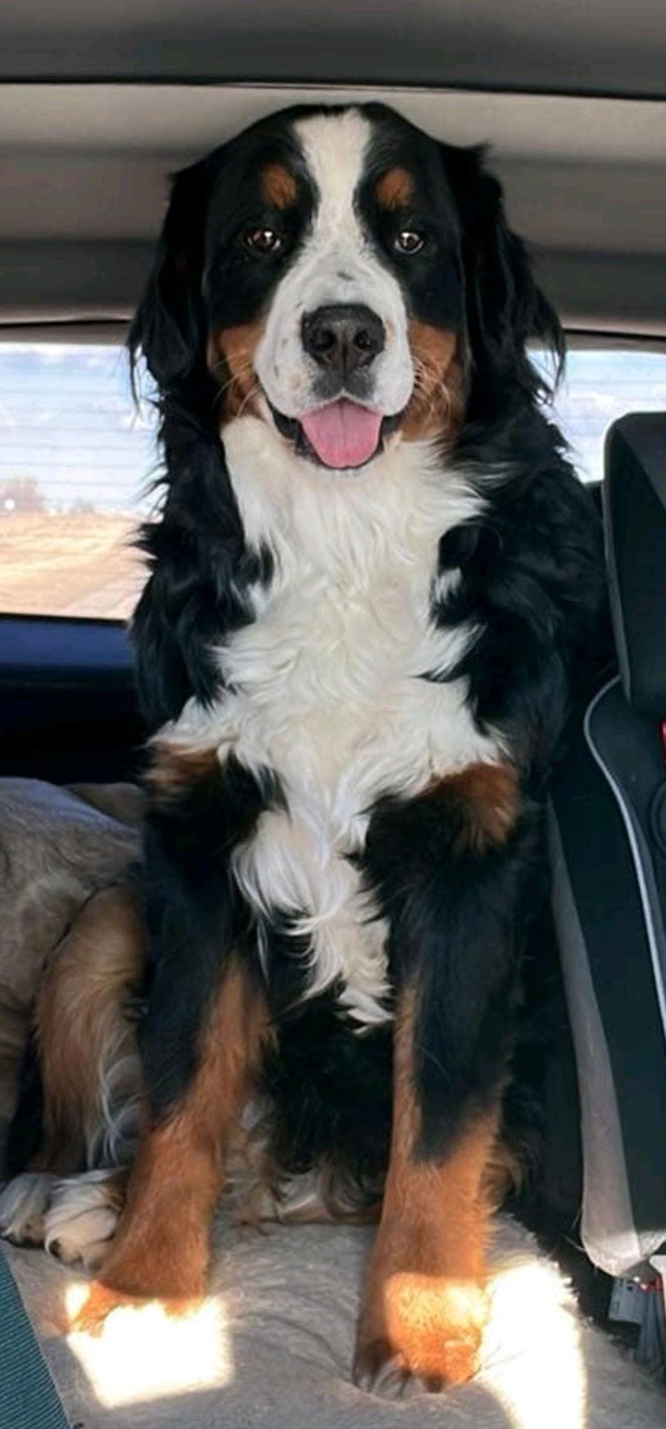 Enlarge Lucy Berner, a Adoptable Bernese Mountain Dog in Valrico, FL image 1/1