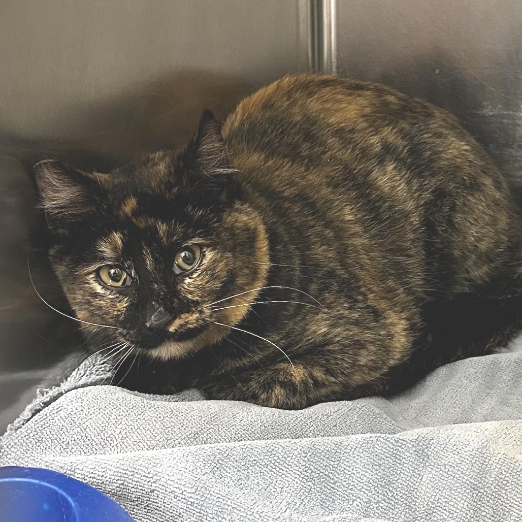 Enlarge Rosario, a Adoptable Domestic Medium Hair in Warrensburg, MO image 1/1