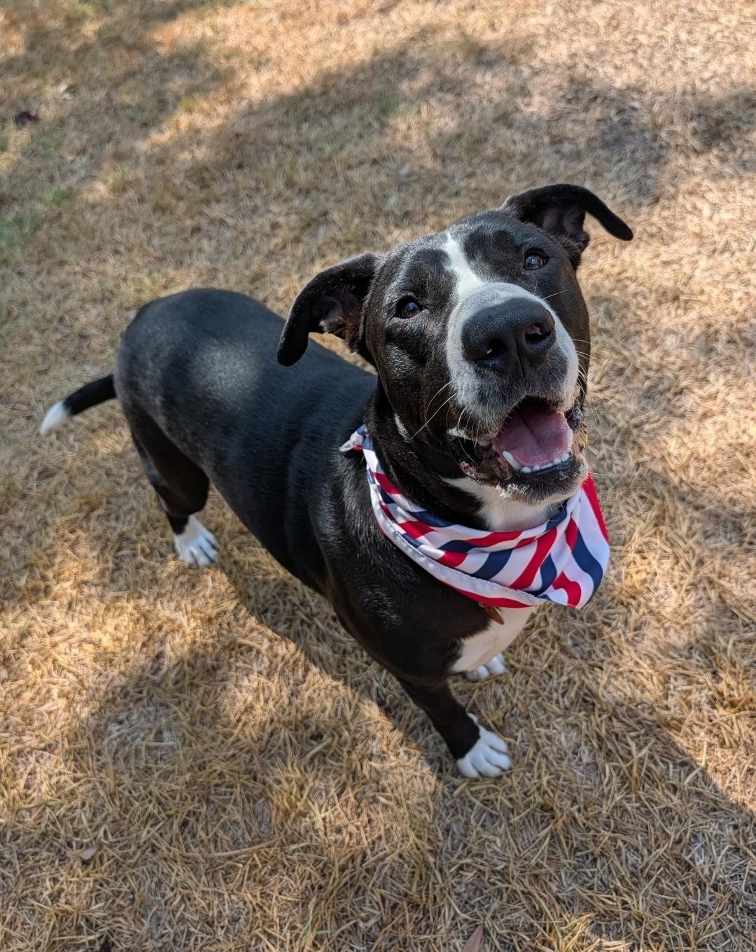 Enlarge Moe Bodie, a ADOPTABLE Mixed Breed in Cypress, TX image 5/6
