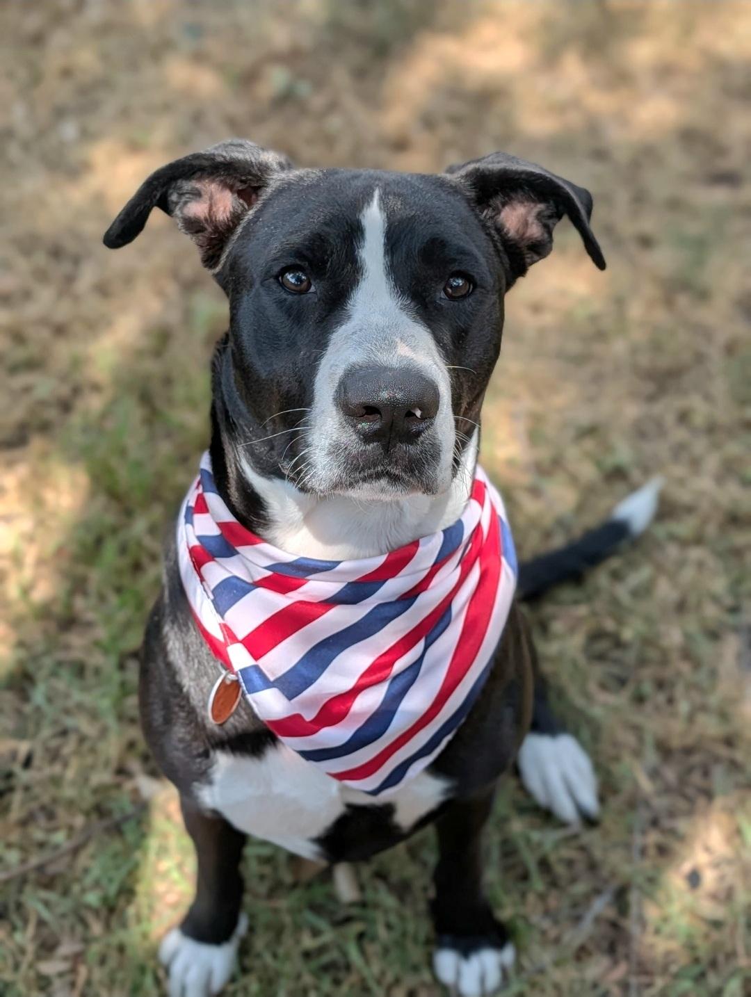 Enlarge Moe Bodie, a ADOPTABLE Mixed Breed in Cypress, TX image 2/6