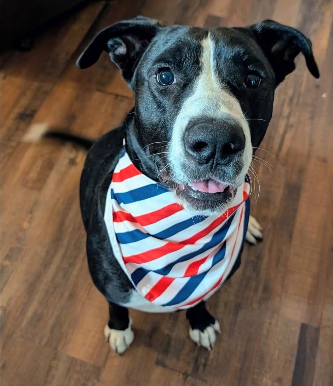 Enlarge Moe Bodie, a ADOPTABLE Mixed Breed in Cypress, TX image 6/6