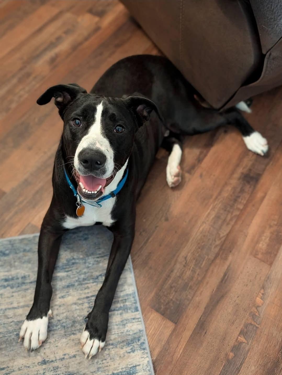 Moe Bodie, ADOPTABLE, Young Male Mixed Breed.