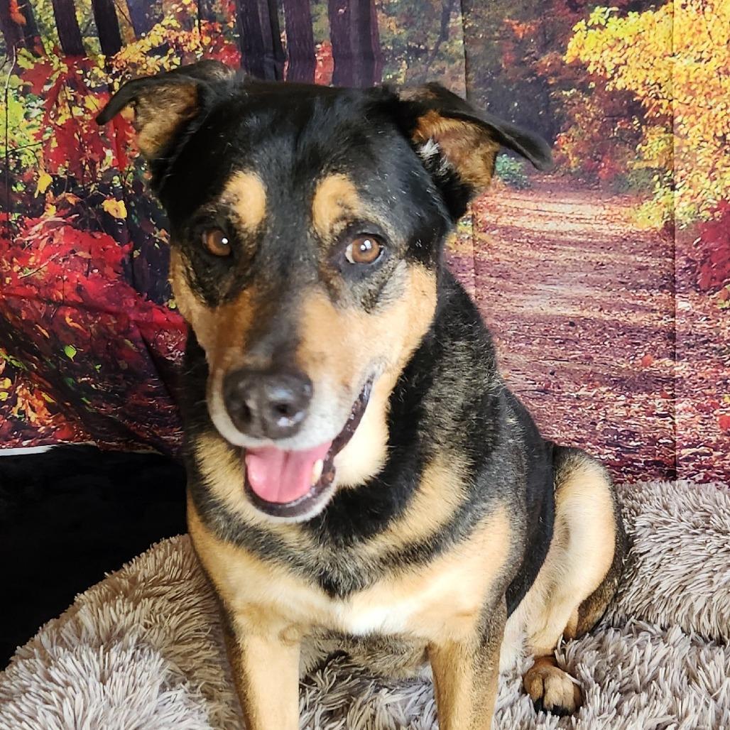Alfalfa JuM, Adoptable, Adult Male Rottweiler & Shepherd.