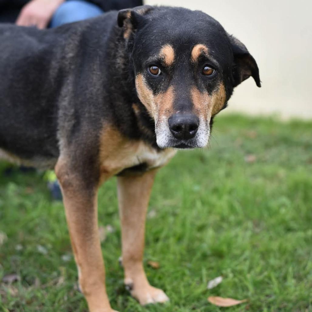 Alfalfa JuM, a Adoptable mixed breed in Austin, TX image 2/6