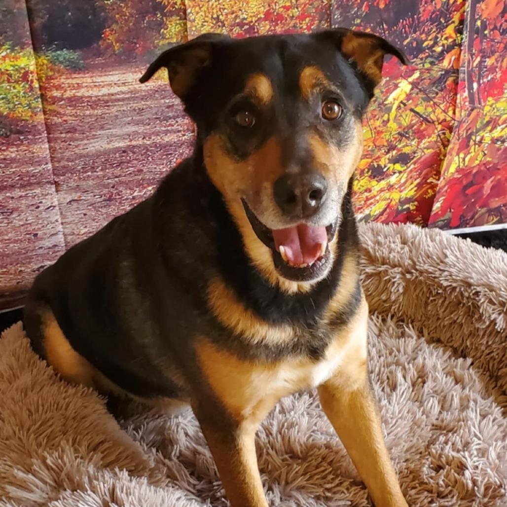 Enlarge Alfalfa JuM, a Adoptable mixed breed in Austin, TX image 3/6