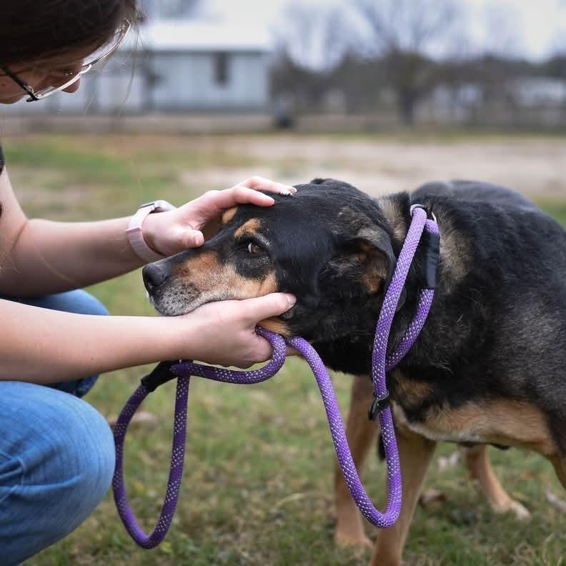 Enlarge Alfalfa JuM, a Adoptable mixed breed in Austin, TX image 4/6