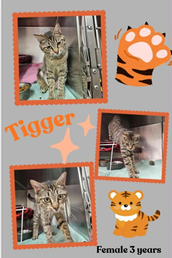 Tigger, Adoptable, Adult Female Domestic Short Hair.