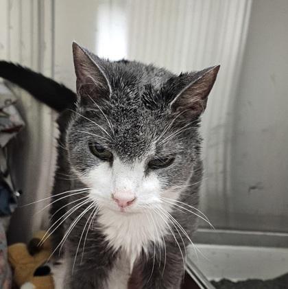 Karl, Adoptable, Senior Male Domestic Short Hair & Domestic Short Hair.