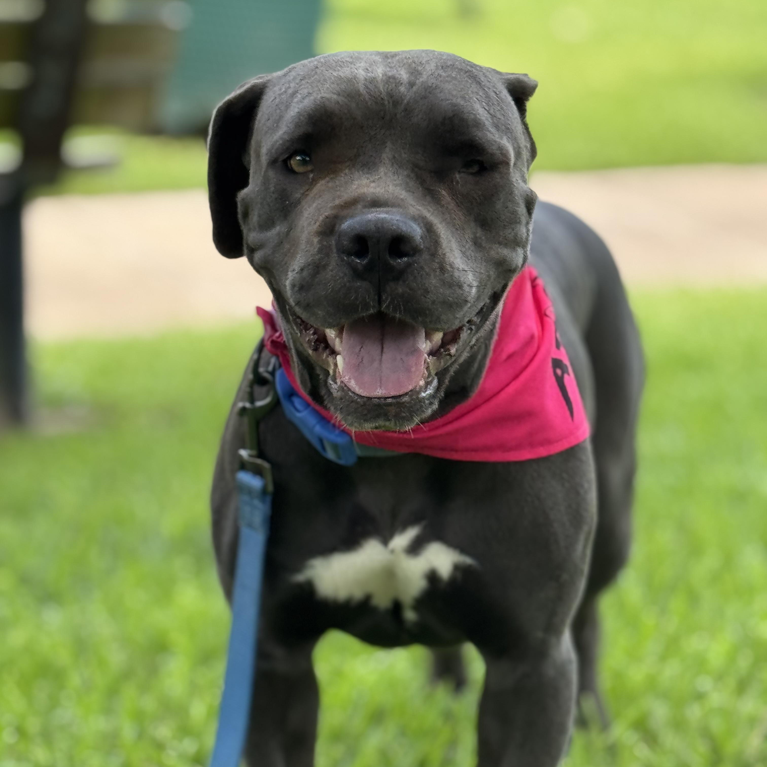 Rane, an adoptable Cane Corso in Calumet, MI, 49913 | Photo Image 2