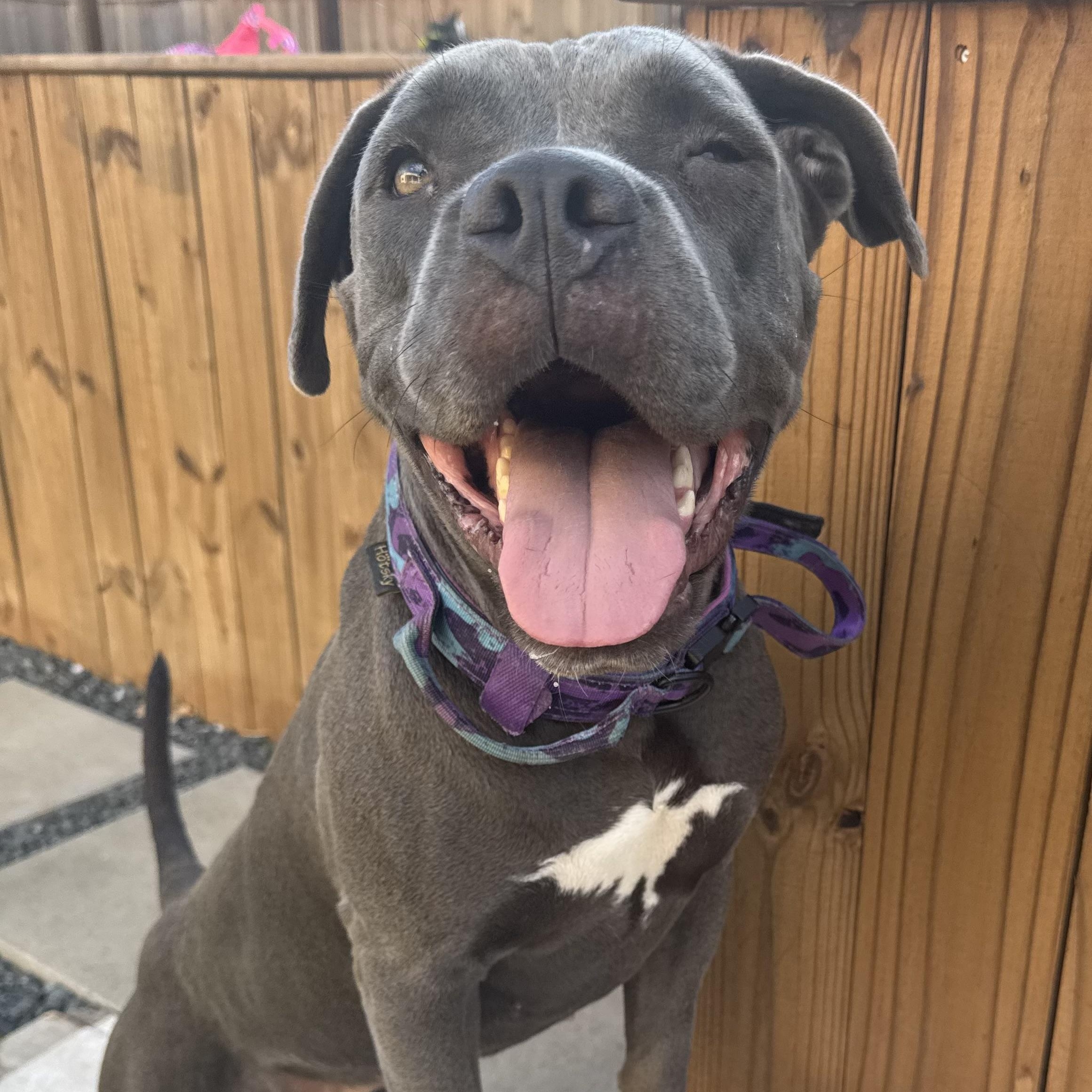 Rane, an adoptable Cane Corso in Calumet, MI, 49913 | Photo Image 5