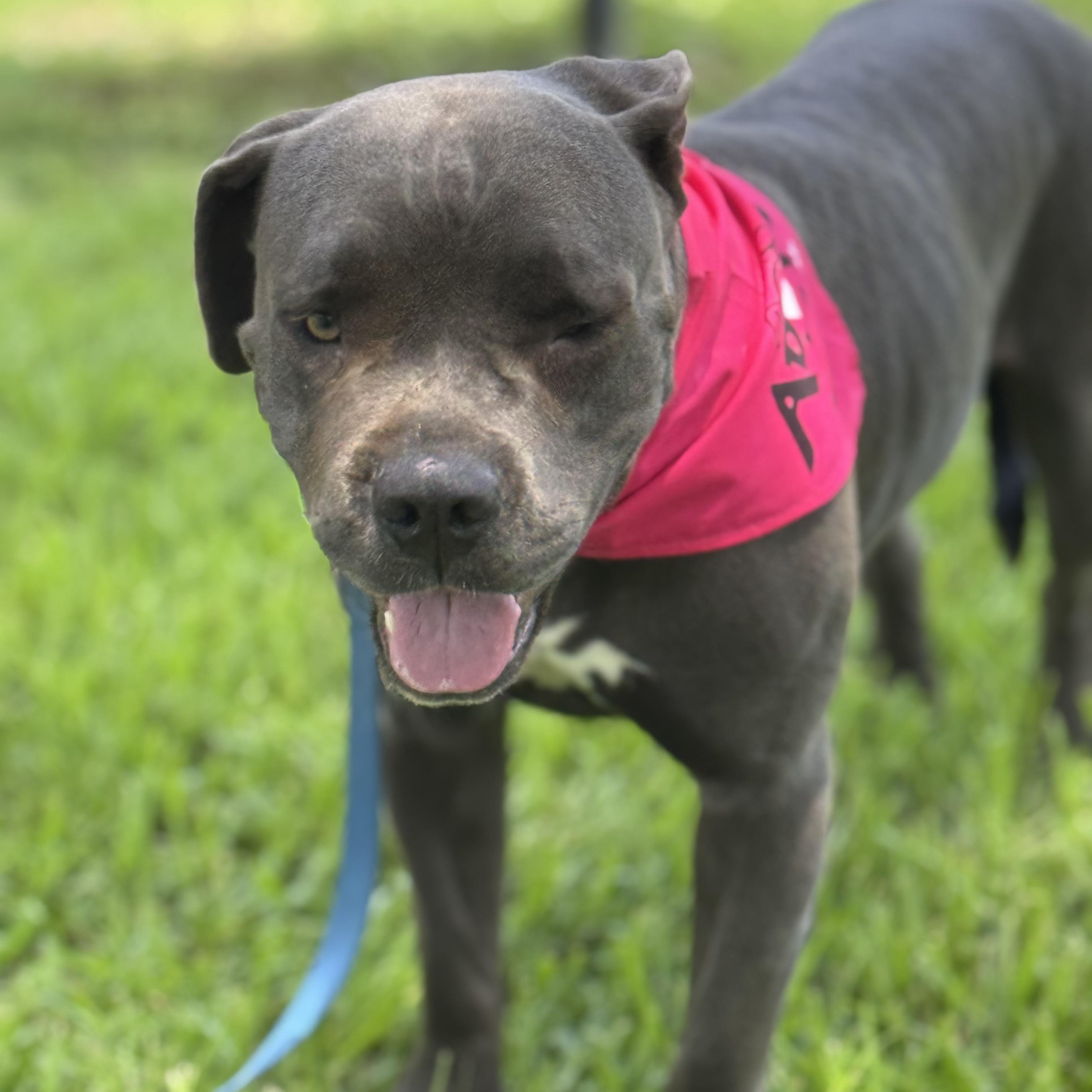 Rane, an adoptable Cane Corso in Calumet, MI, 49913 | Photo Image 3