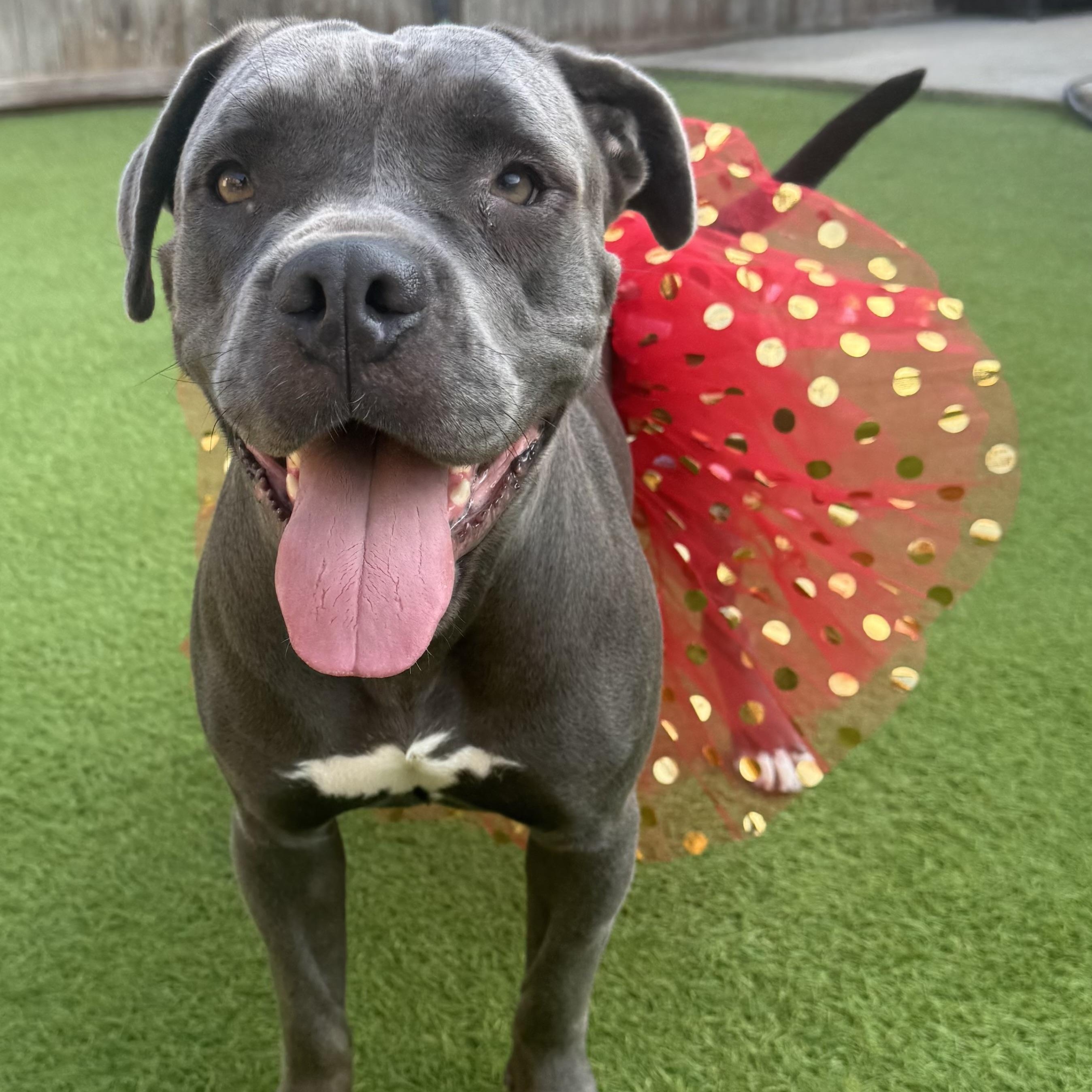Rane, an adoptable Cane Corso in Calumet, MI, 49913 | Photo Image 1