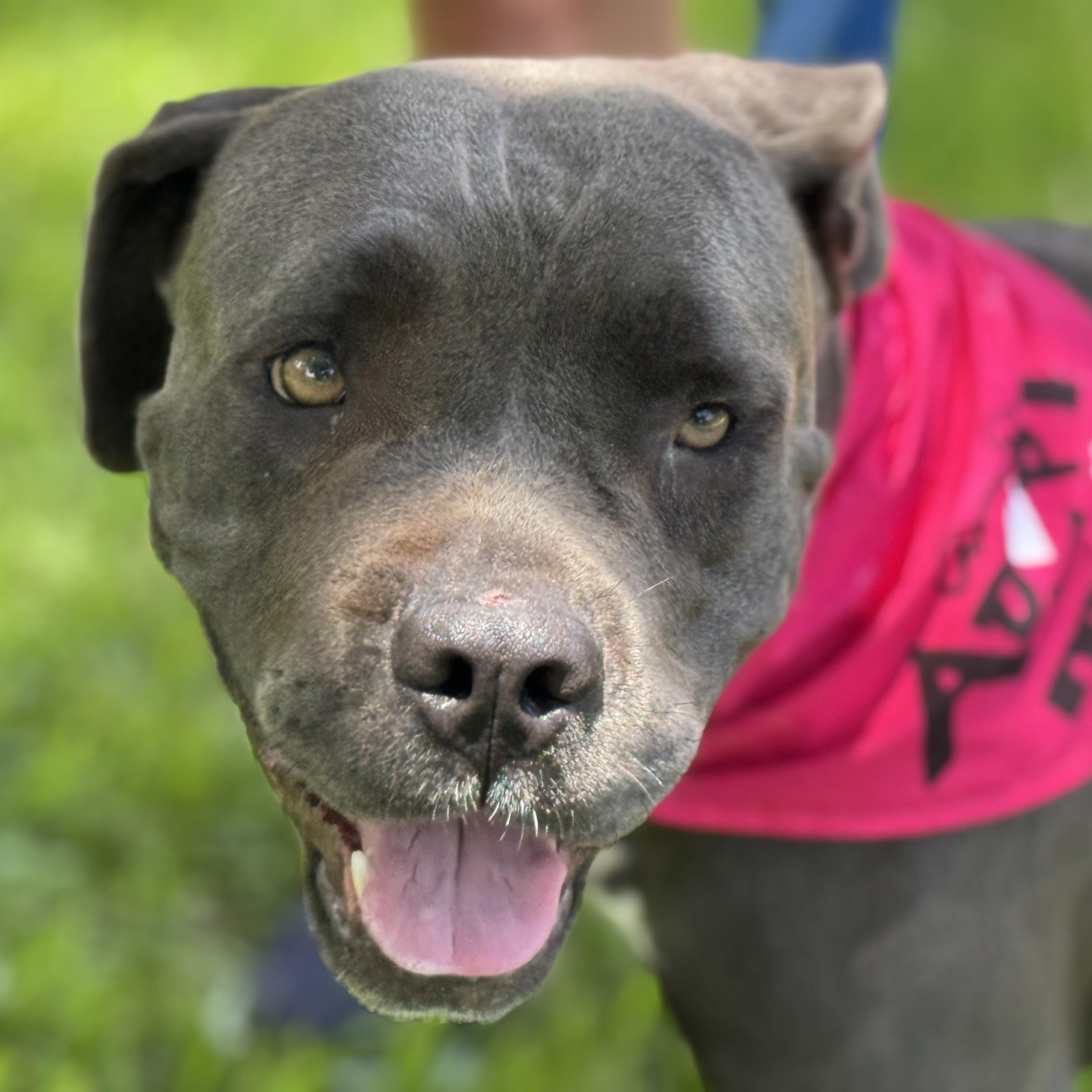 Rane, an adoptable Cane Corso in Calumet, MI, 49913 | Photo Image 4