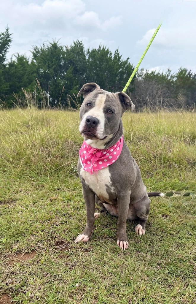 Enlarge Gypsy**, a Adoptable Pit Bull Terrier in Belton, TX image 1/1