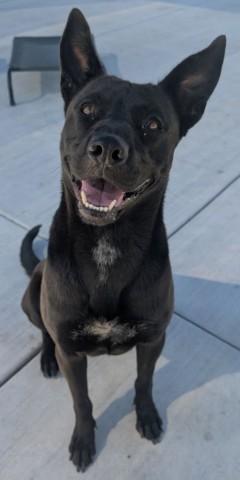 GORGONZOLA, Adoptable, Young Female German Shepherd Dog & Mixed Breed.