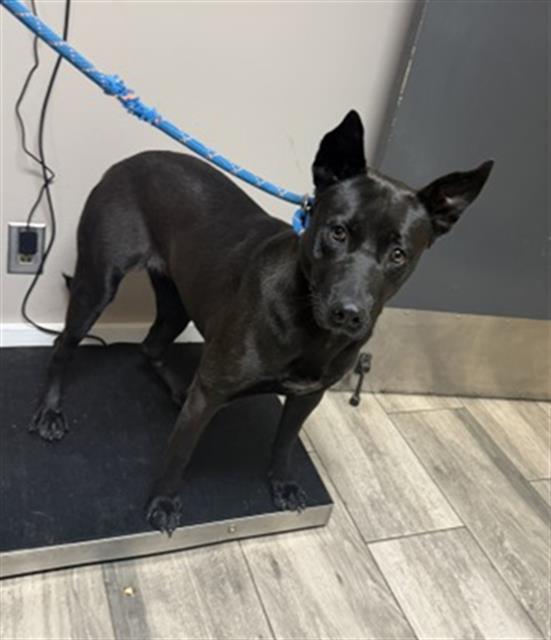GORGONZOLA, Adoptable, Young Female German Shepherd Dog & Mixed Breed.