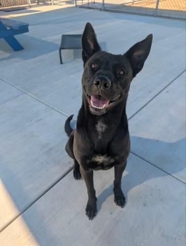 GORGONZOLA, Adoptable, Young Female German Shepherd Dog & Mixed Breed.