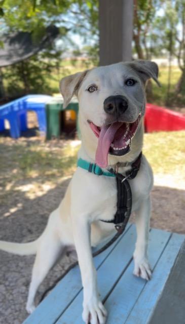 Long Dog, Adoptable, Adult Male Labrador Retriever & Siberian Husky.